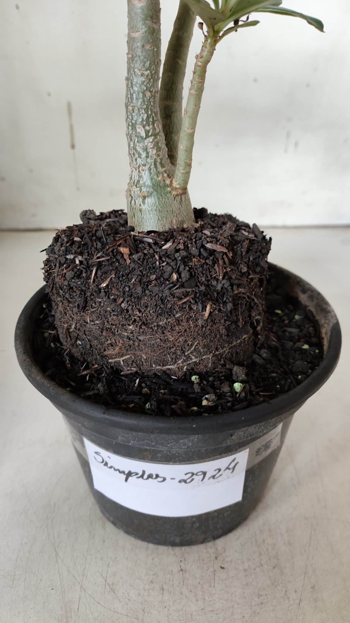 Planta Simples 2924 – 30cm – 02 anos