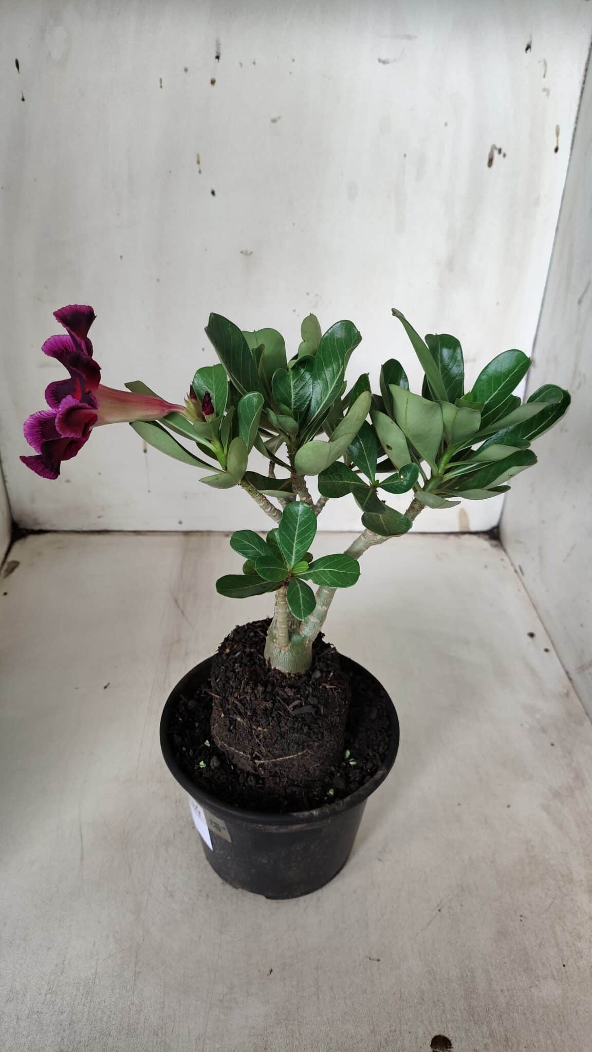 Planta Simples 2924 – 30cm – 02 anos