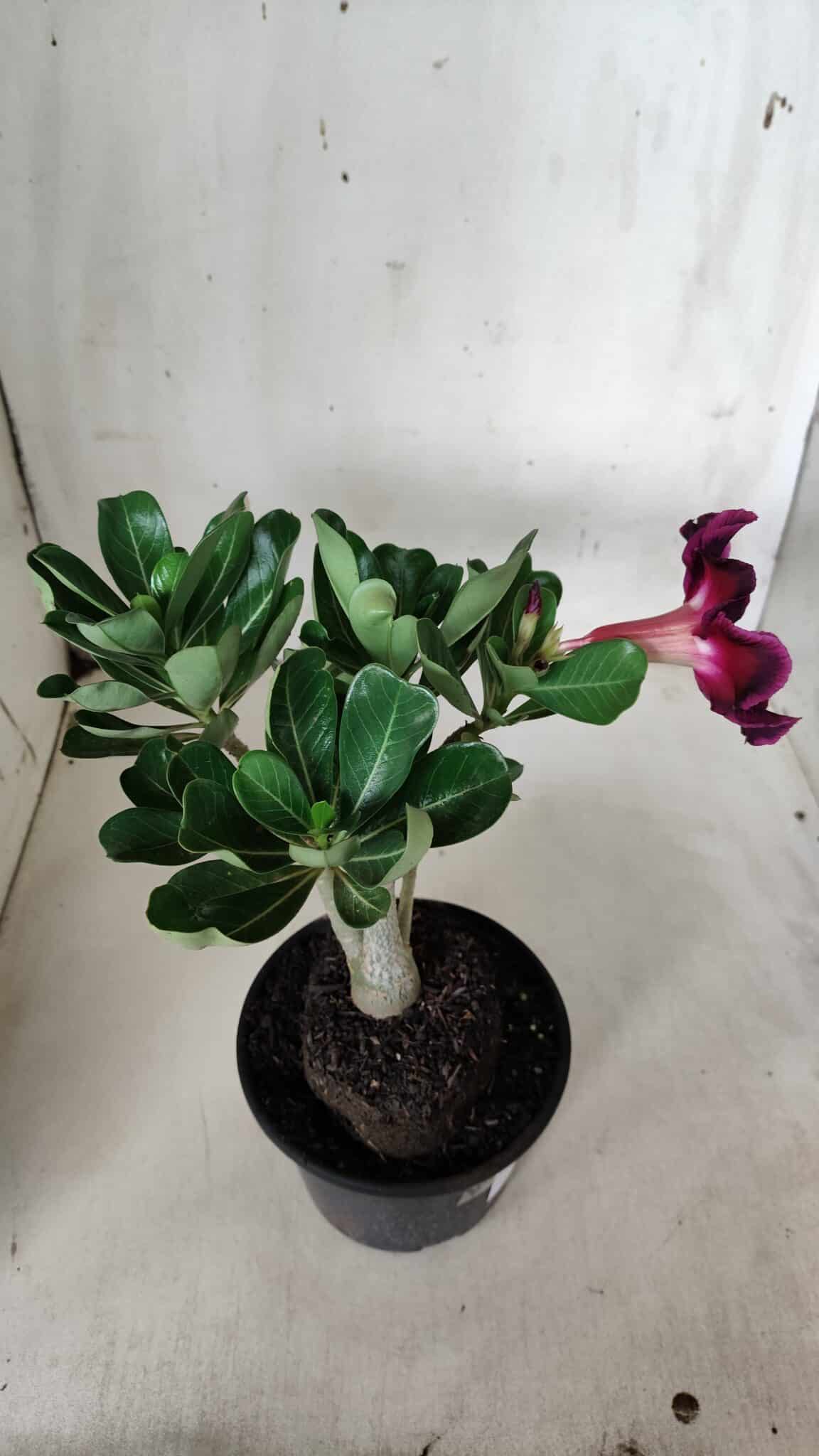 Planta Simples 2924 – 30cm – 02 anos