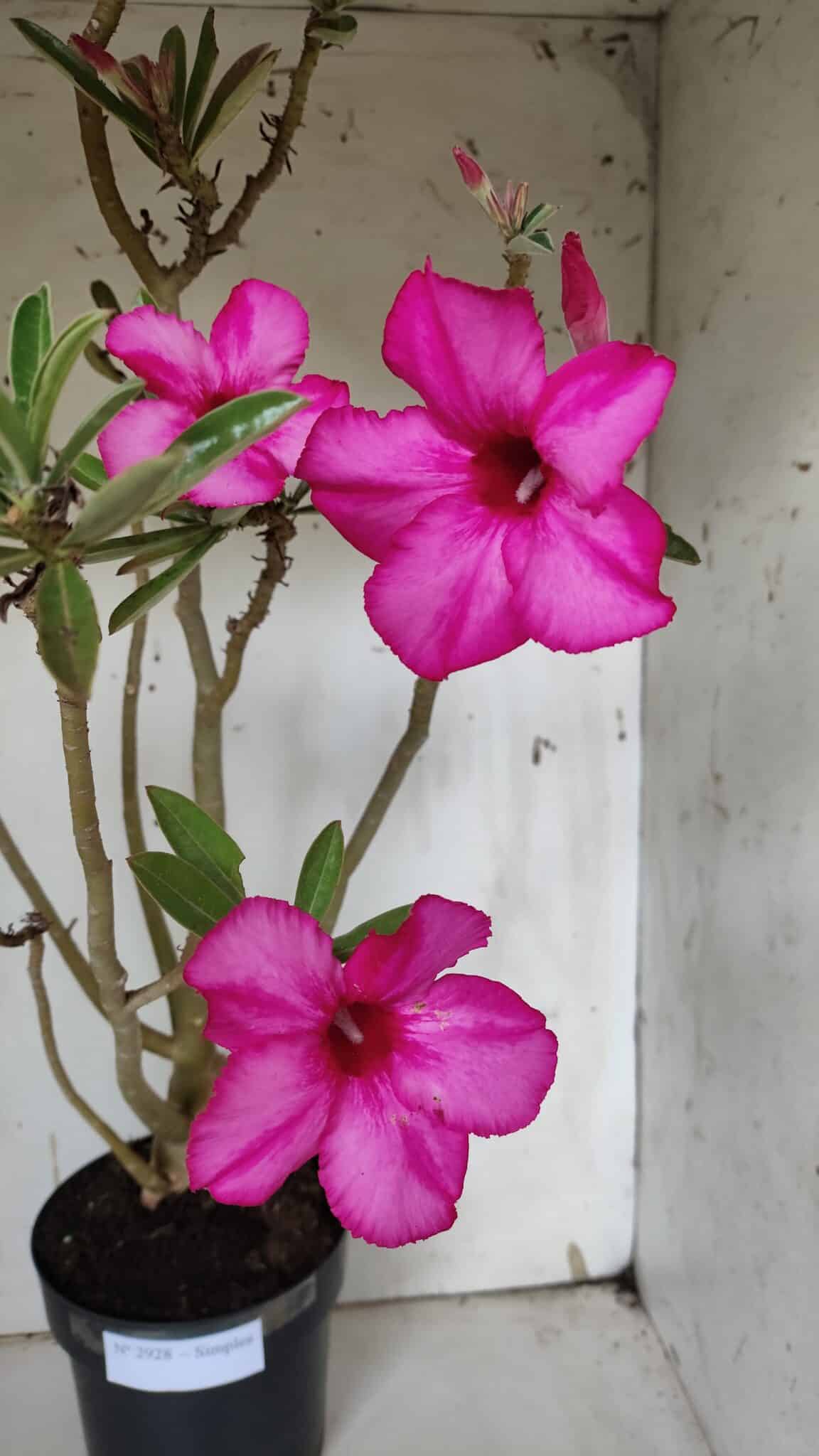 Planta Simples 2928 – 60cm – 04 anos