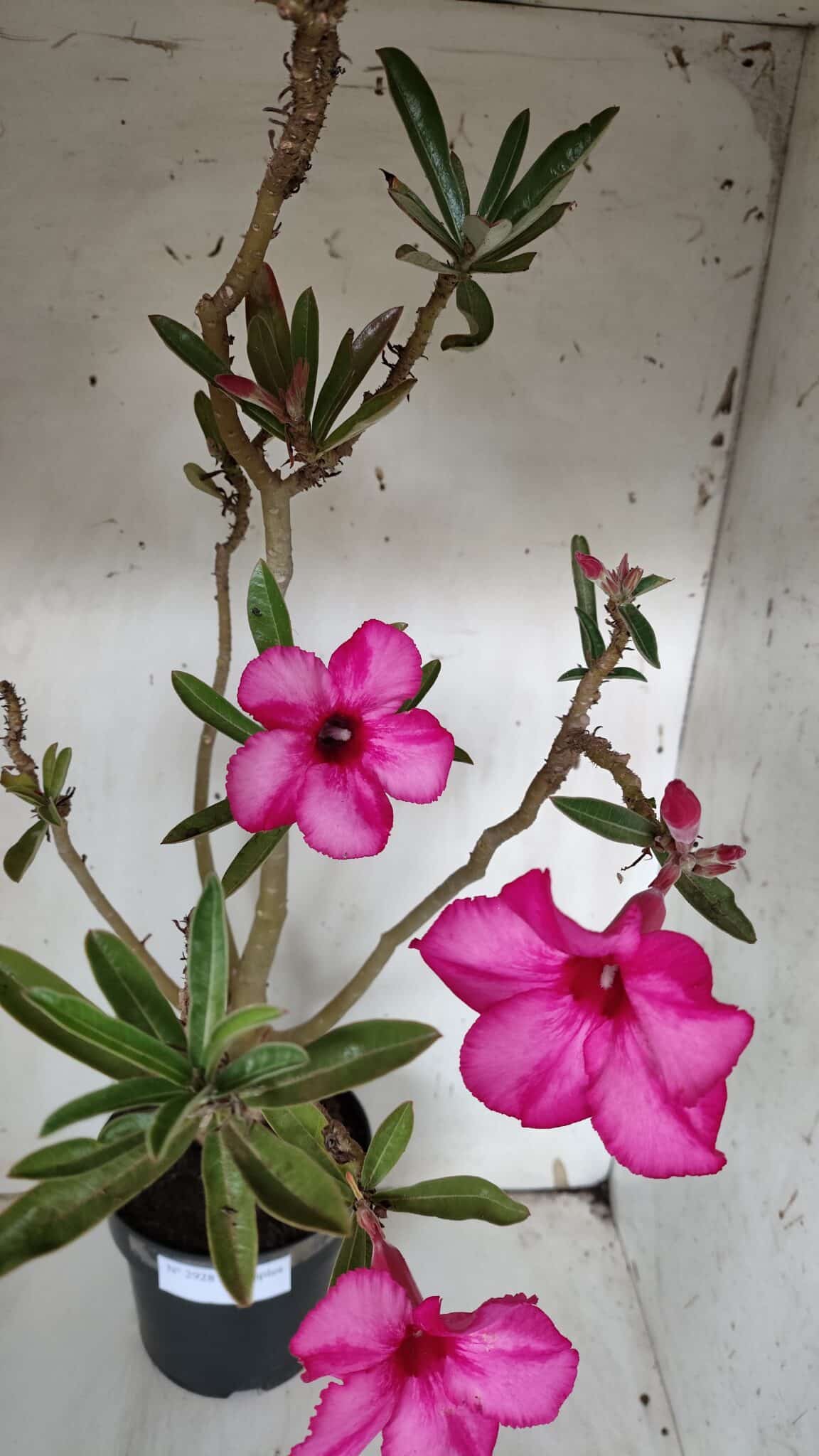 Planta Simples 2928 – 60cm – 04 anos