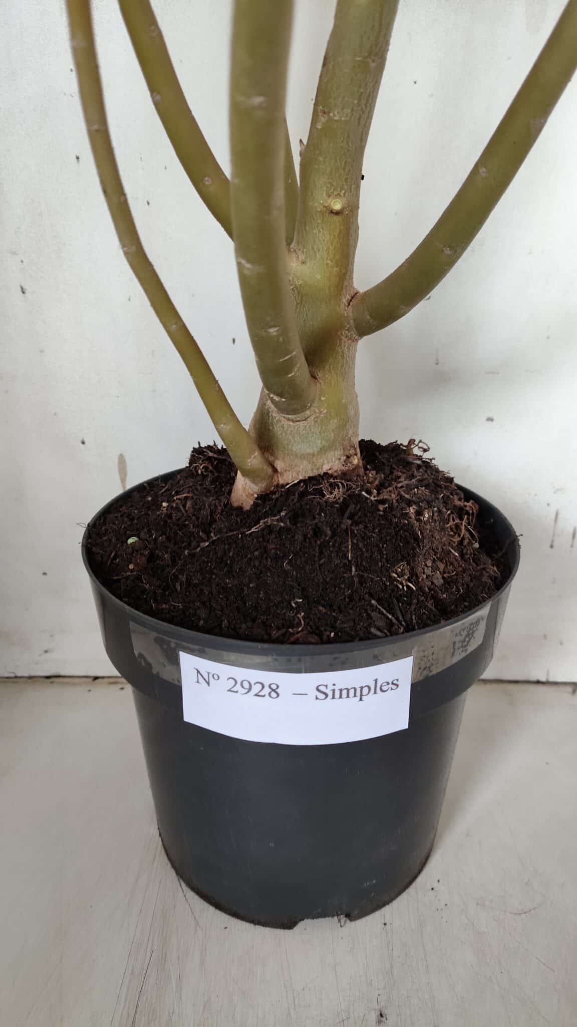 Planta Simples 2928 – 60cm – 04 anos