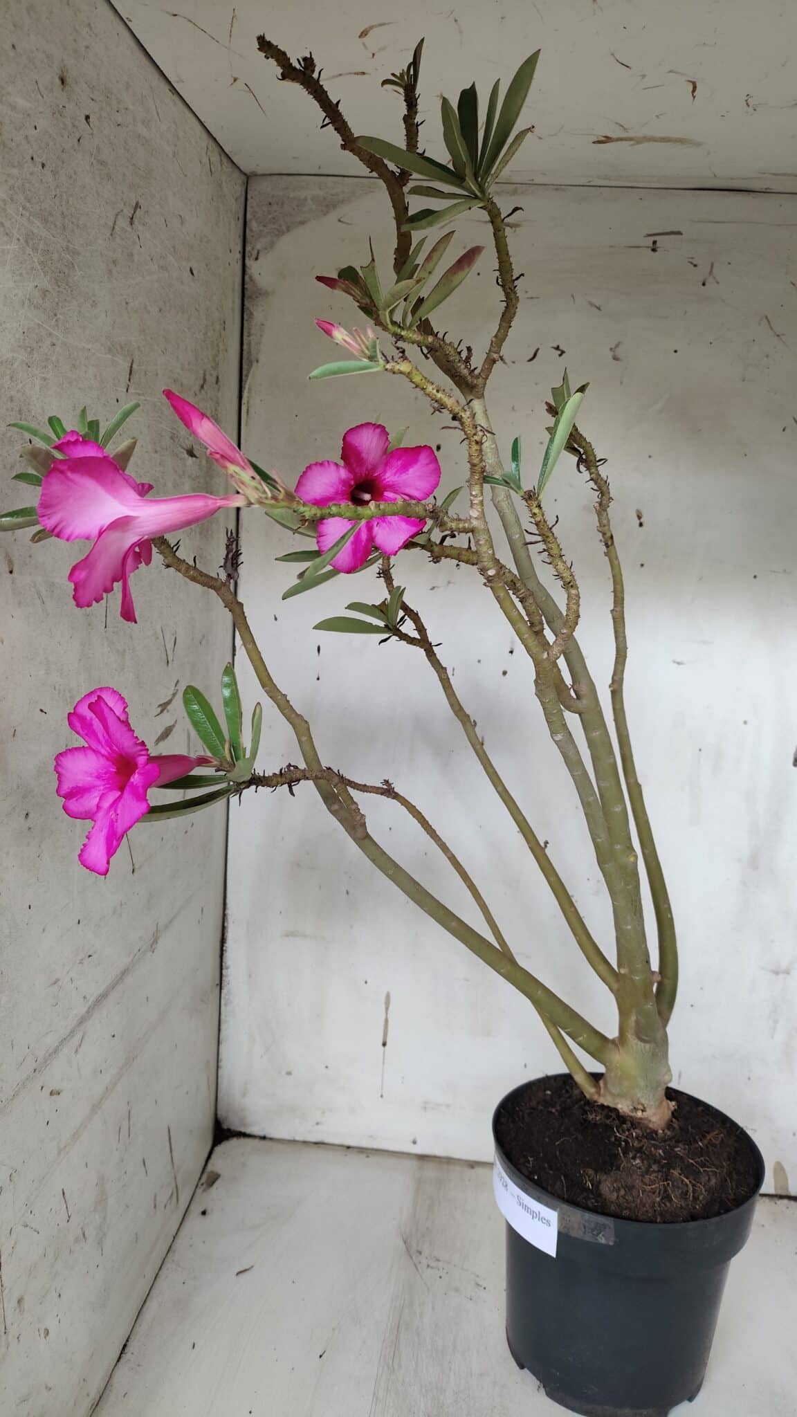 Planta Simples 2928 – 60cm – 04 anos