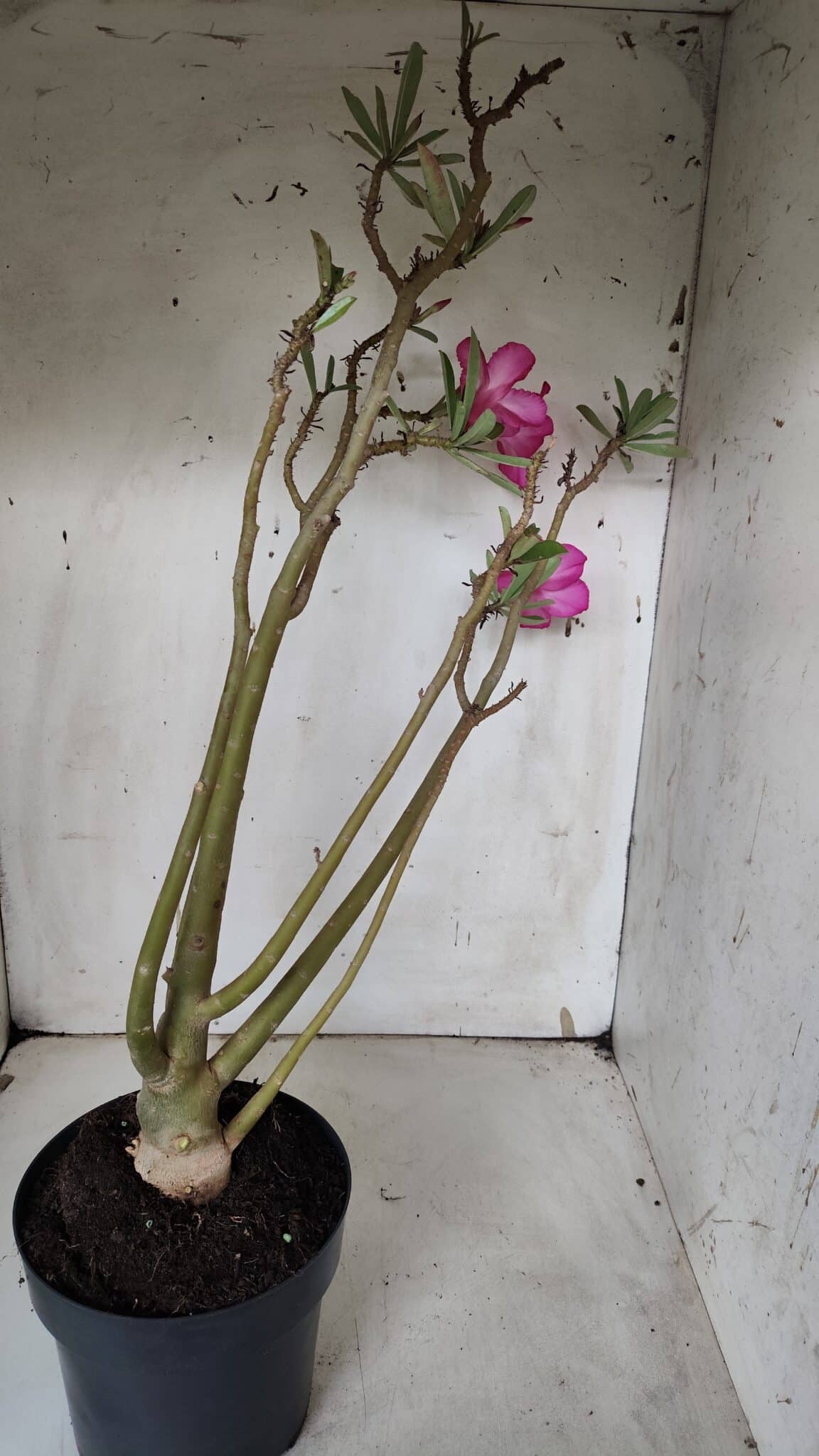 Planta Simples 2928 – 60cm – 04 anos