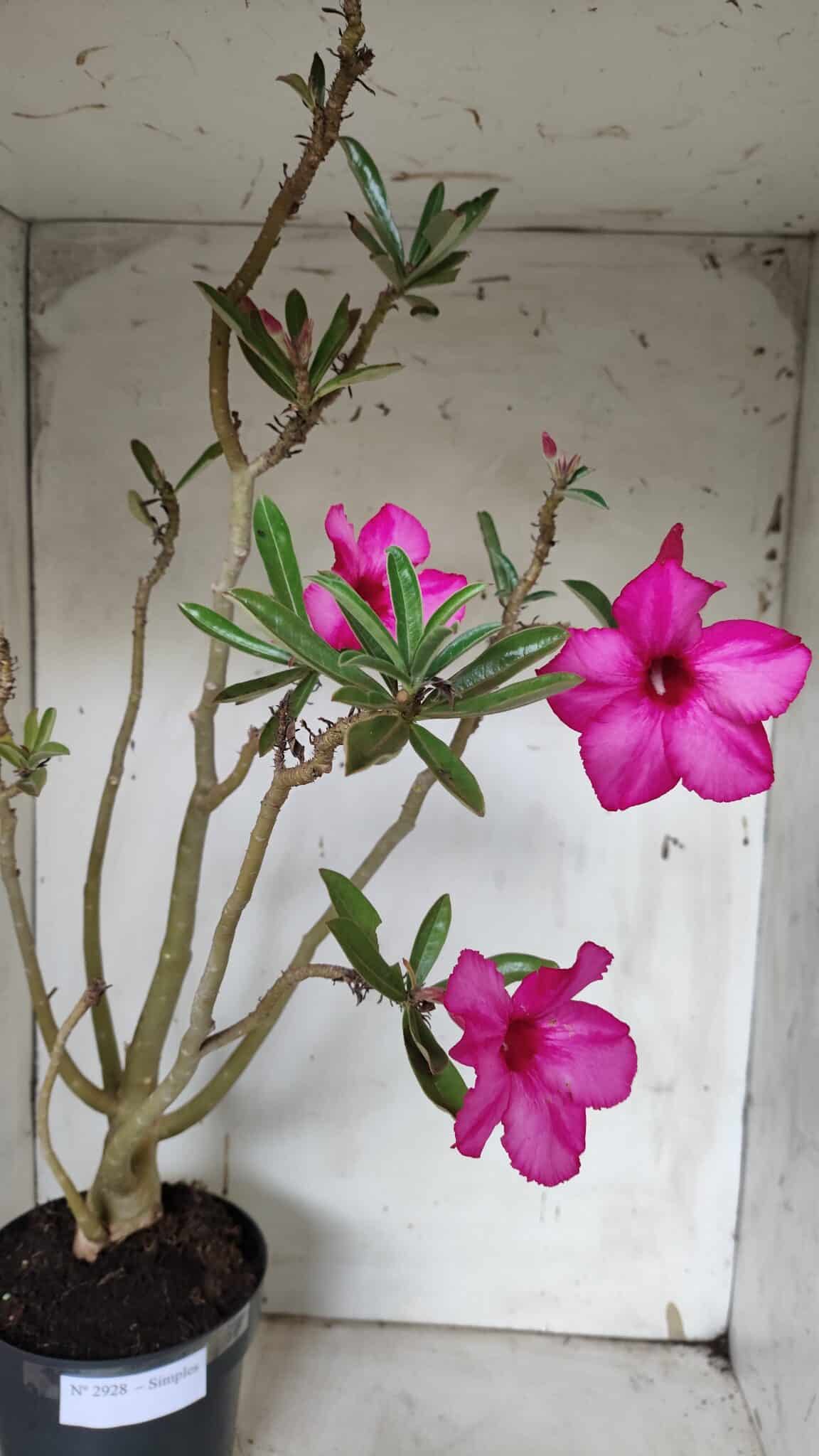 Planta Simples 2928 – 60cm – 04 anos