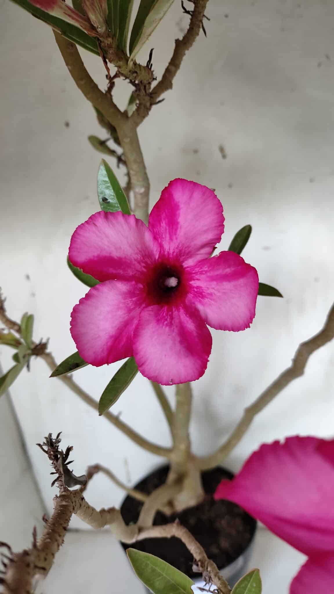 Planta Simples 2928 – 60cm – 04 anos