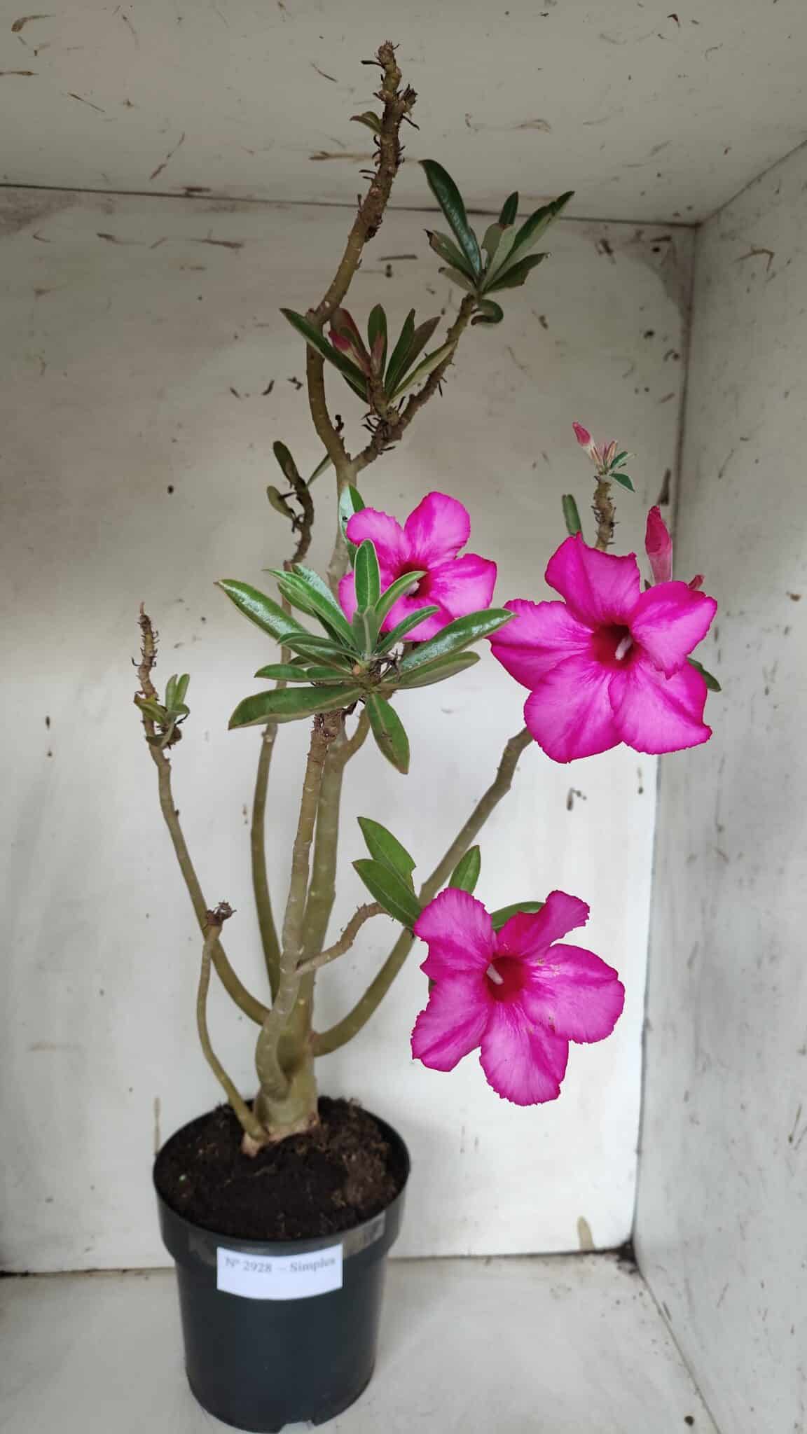 Planta Simples 2928 – 60cm – 04 anos