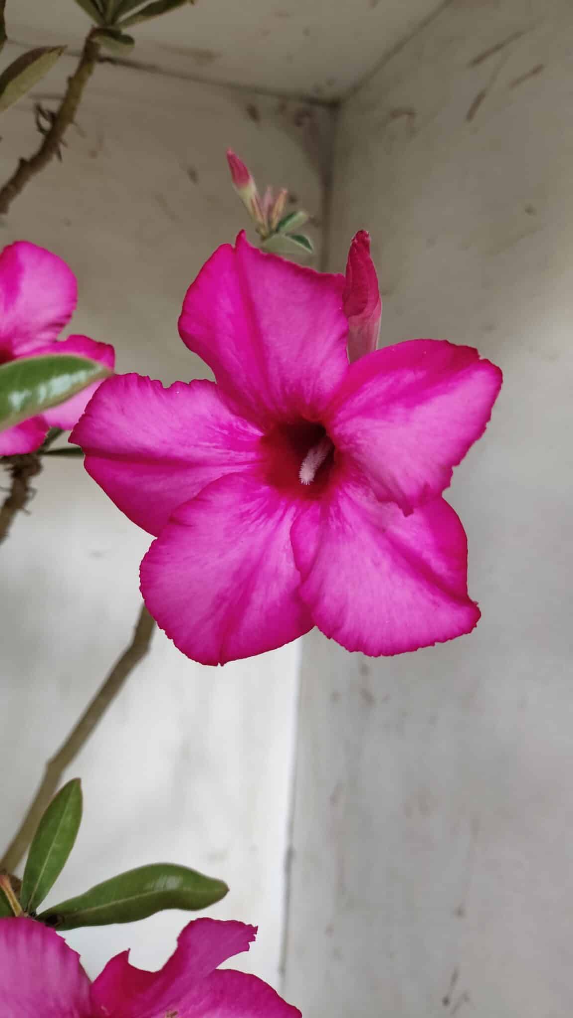 Planta Simples 2928 – 60cm – 04 anos