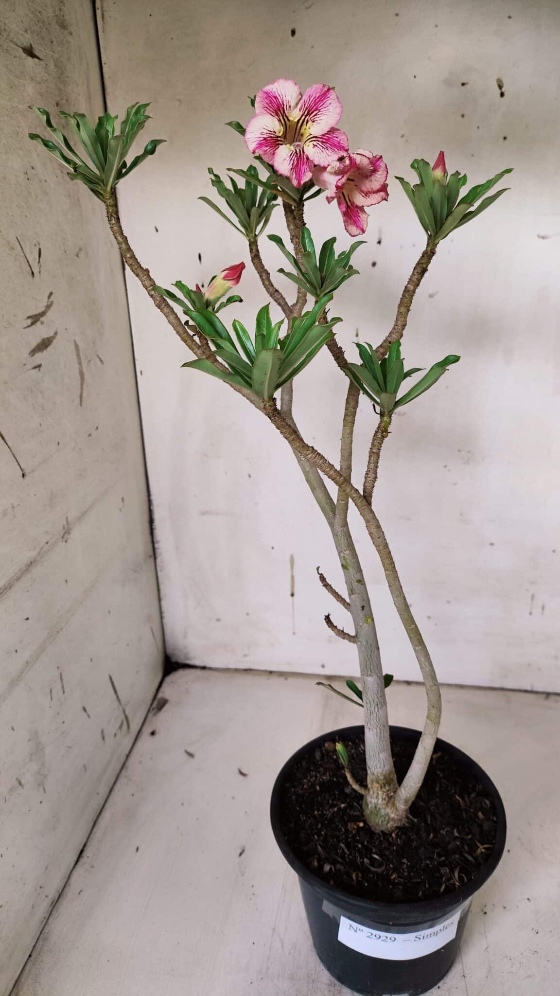 Planta Simples 2929 – 35cm – 03 anos