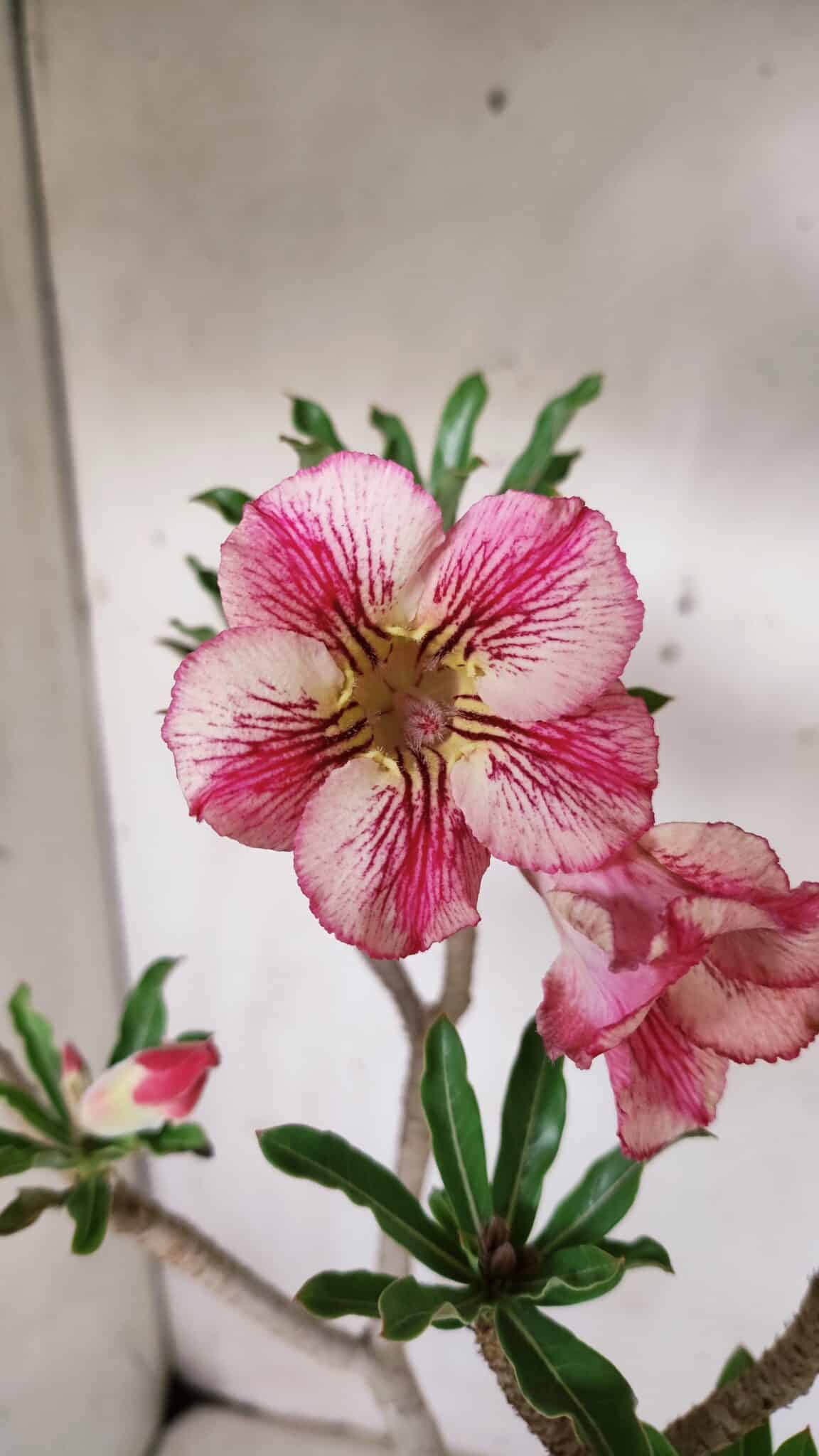 Planta Simples 2929 – 35cm – 03 anos