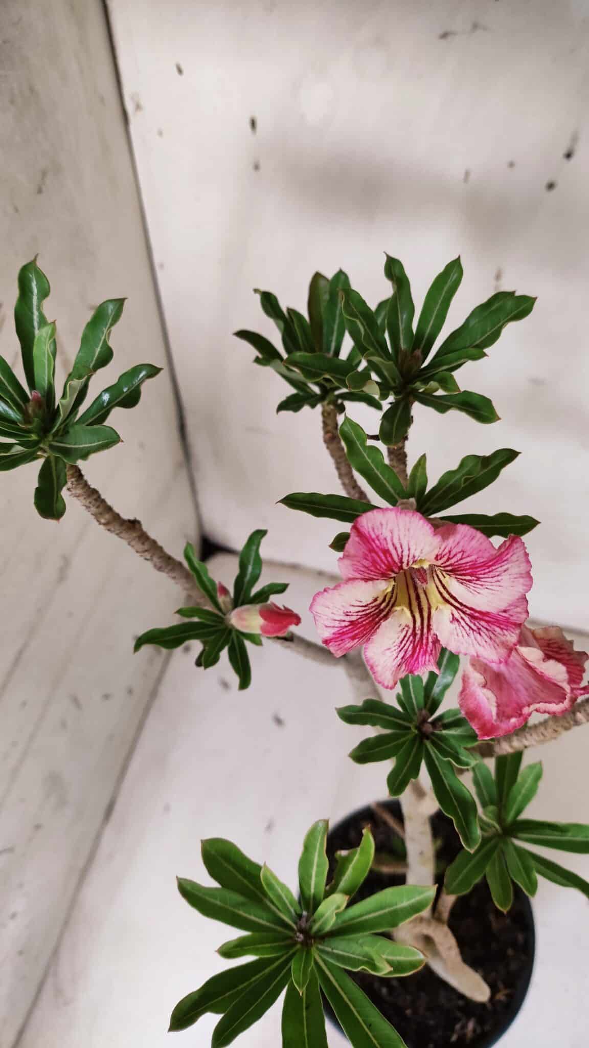 Planta Simples 2929 – 35cm – 03 anos