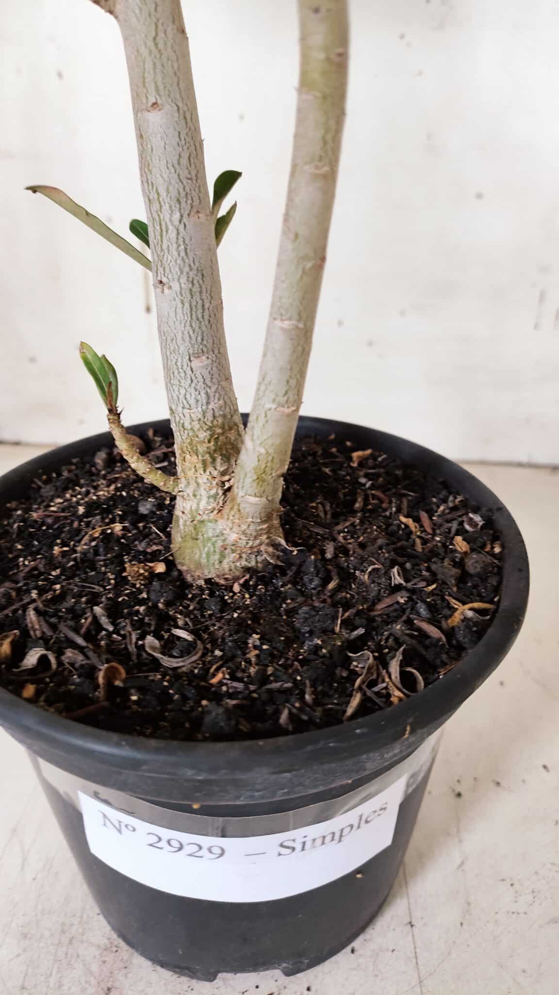 Planta Simples 2929 – 35cm – 03 anos