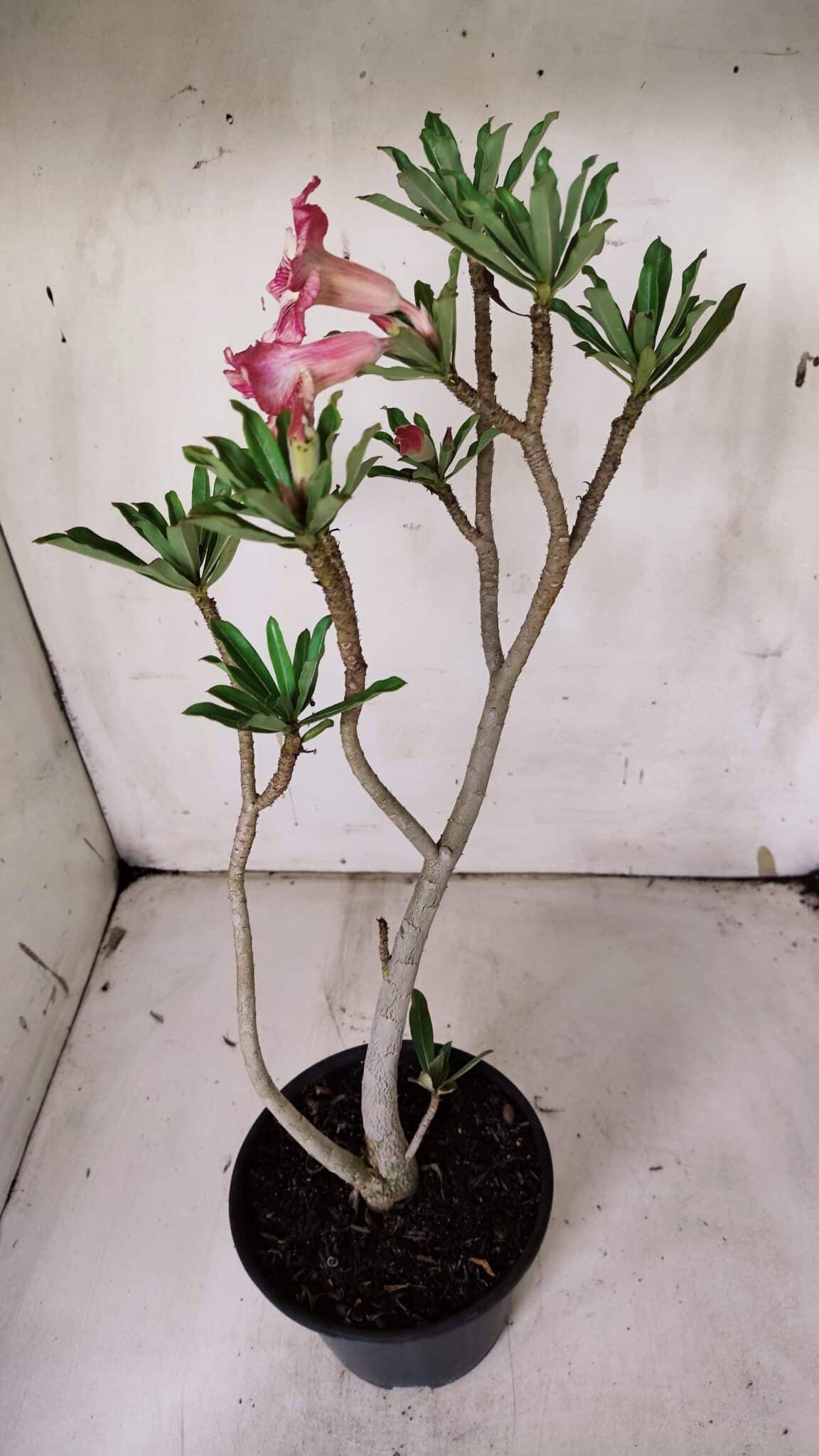 Planta Simples 2929 – 35cm – 03 anos