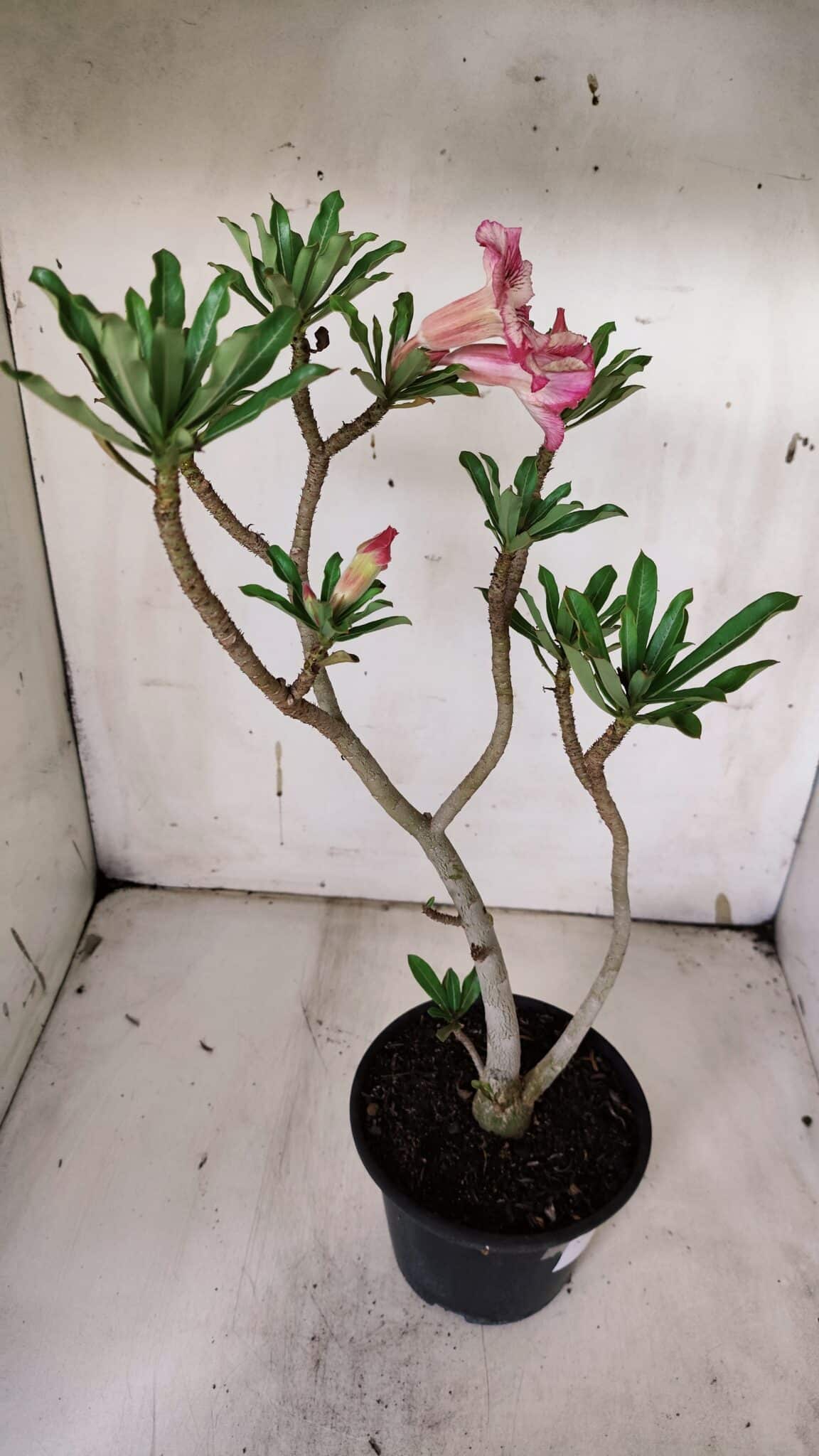 Planta Simples 2929 – 35cm – 03 anos