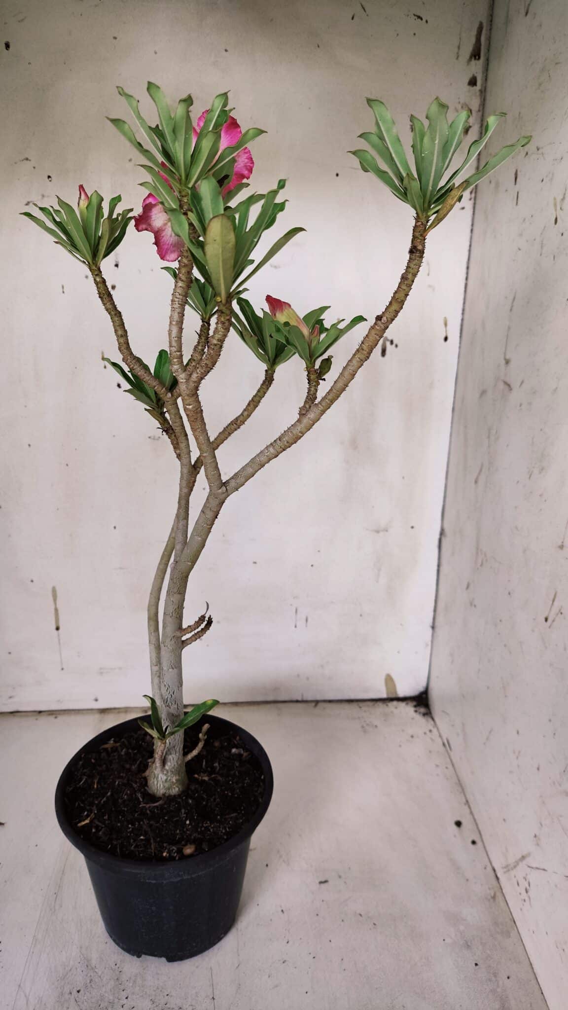 Planta Simples 2929 – 35cm – 03 anos