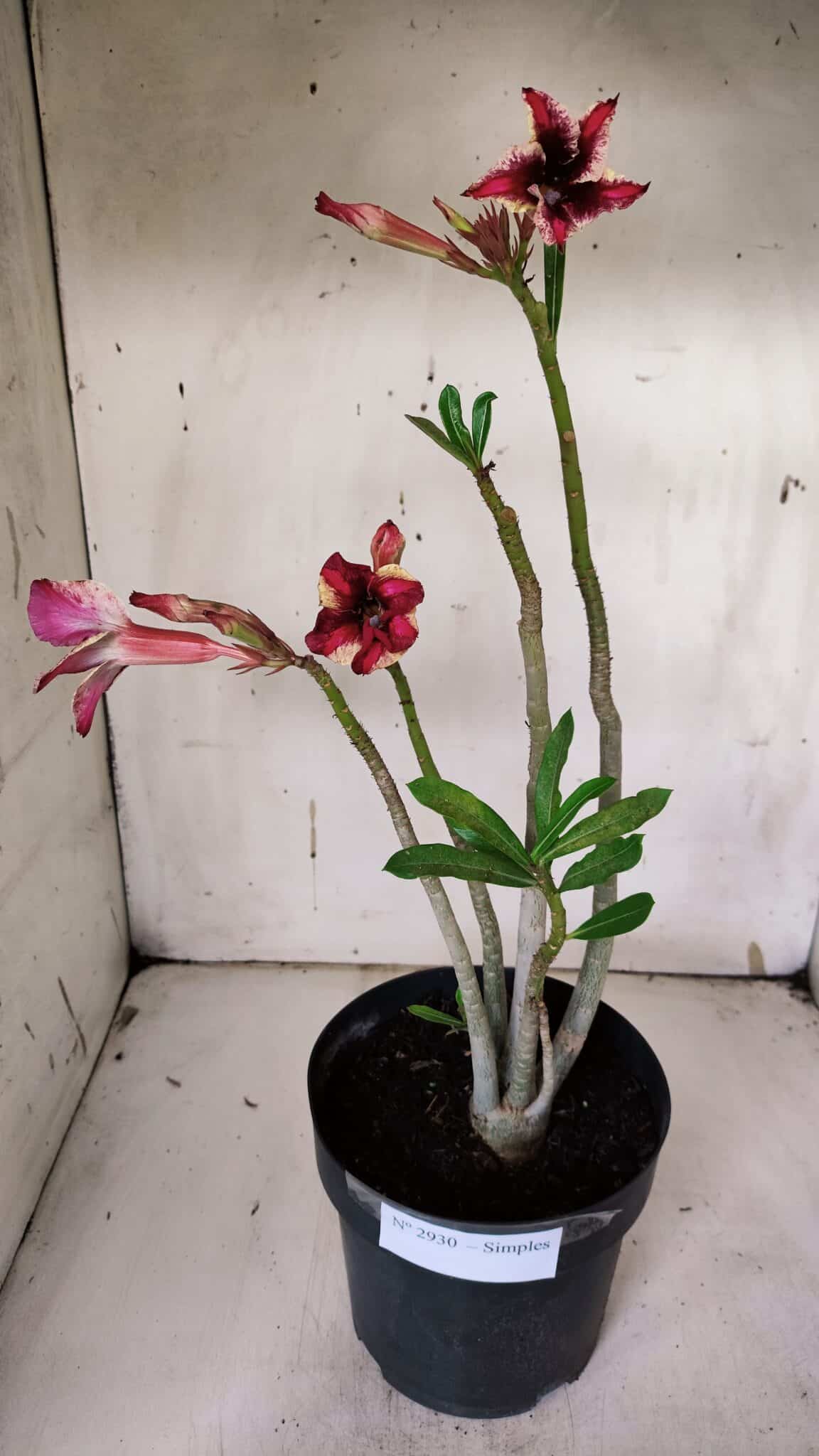 Planta Simples 2930 – 40cm – 03 anos
