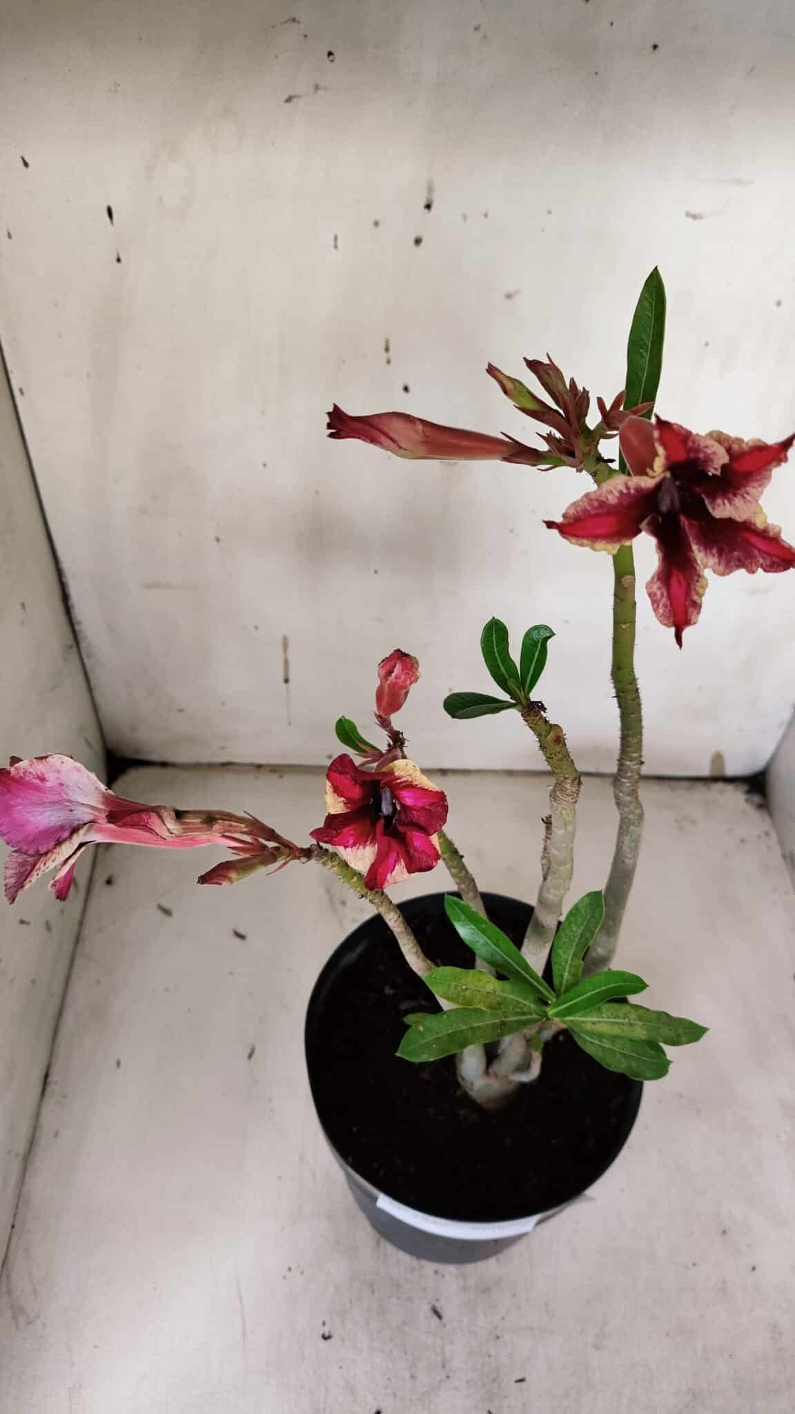 Planta Simples 2930 – 40cm – 03 anos