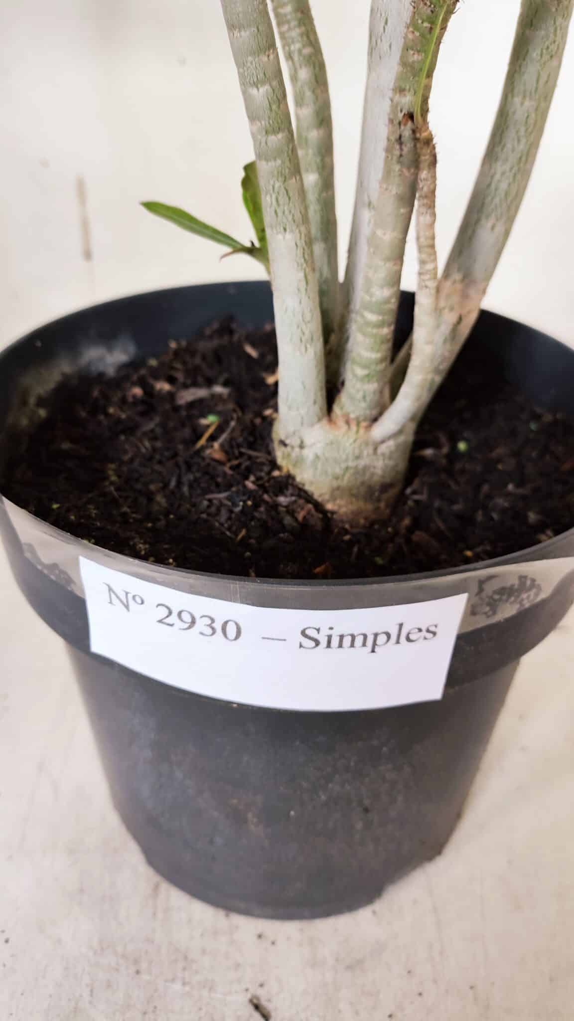 Planta Simples 2930 – 40cm – 03 anos