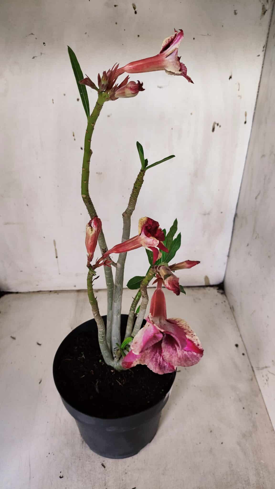 Planta Simples 2930 – 40cm – 03 anos