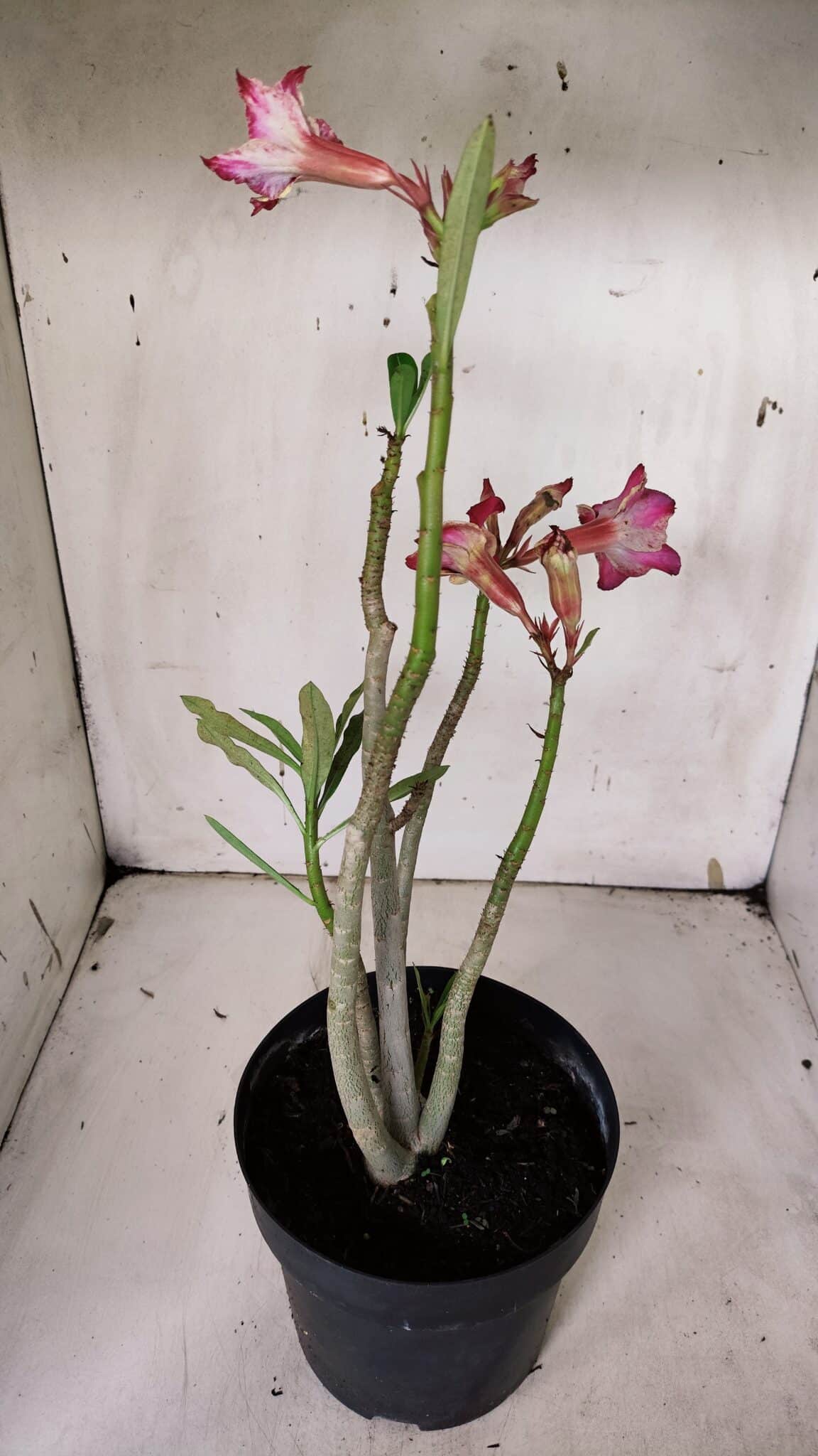 Planta Simples 2930 – 40cm – 03 anos