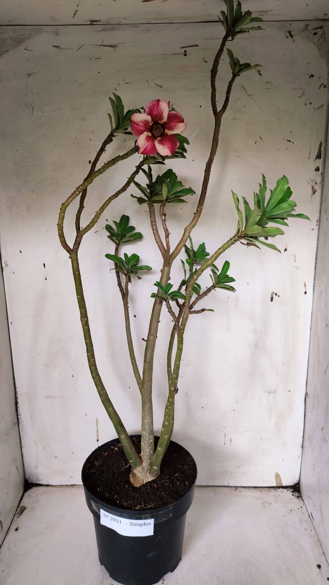 Planta Simples 2931 – 45cm – 03 anos