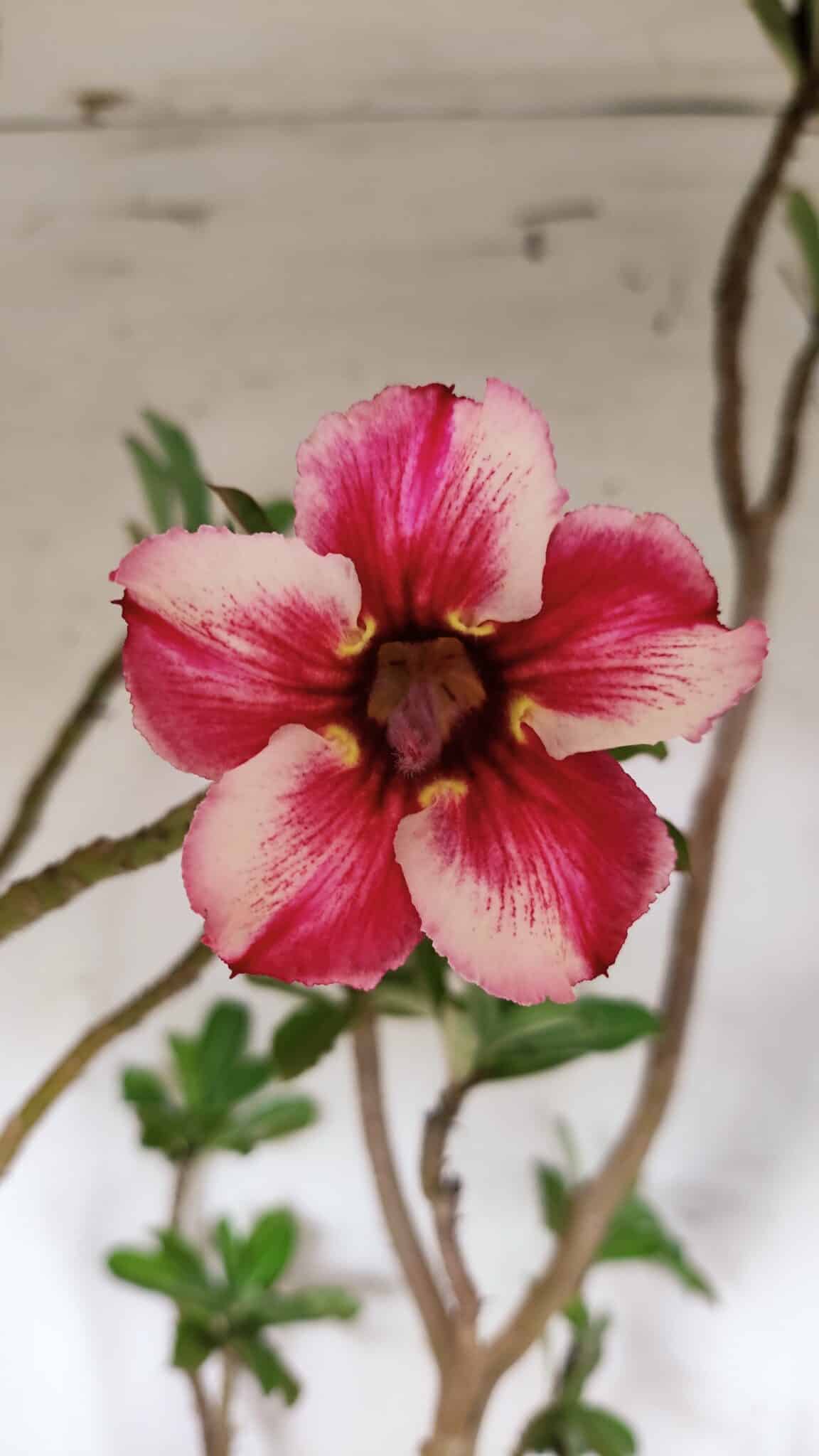 Planta Simples 2931 – 45cm – 03 anos