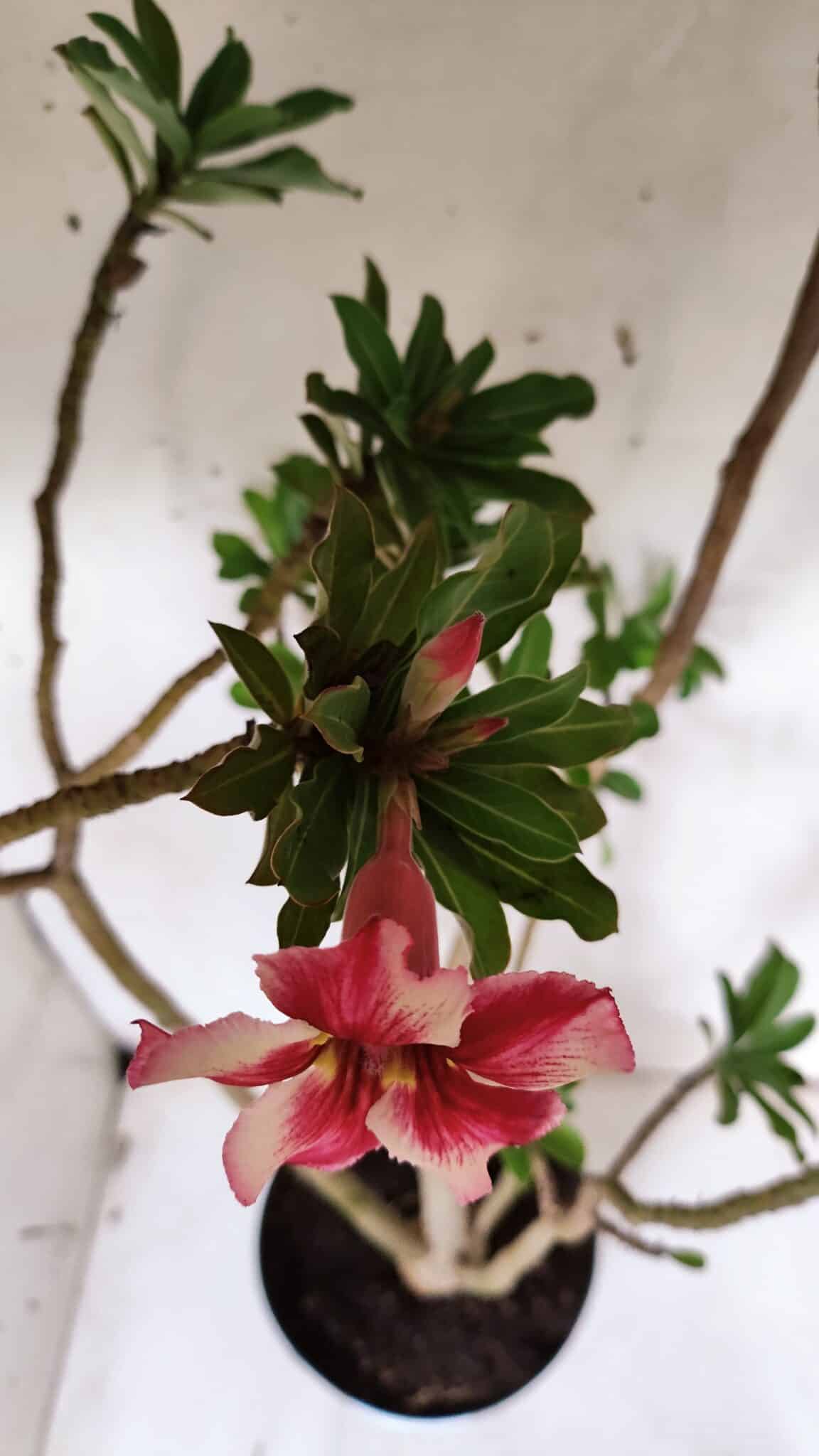 Planta Simples 2931 – 45cm – 03 anos