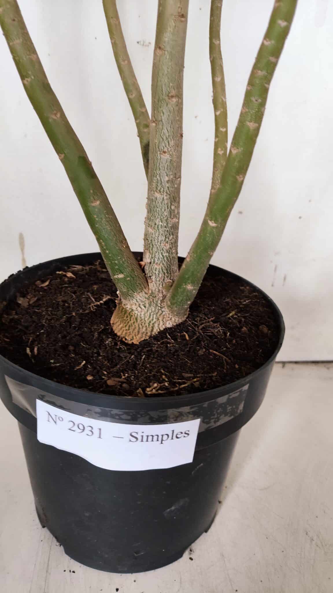 Planta Simples 2931 – 45cm – 03 anos