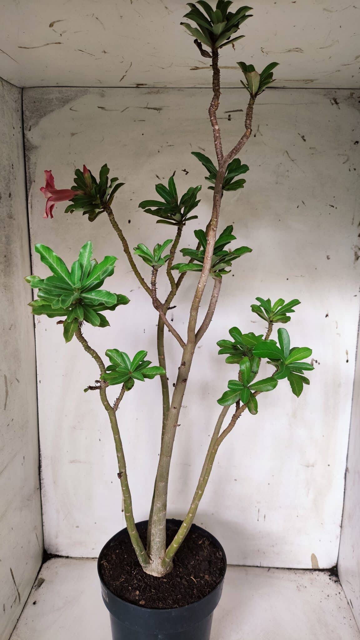 Planta Simples 2931 – 45cm – 03 anos