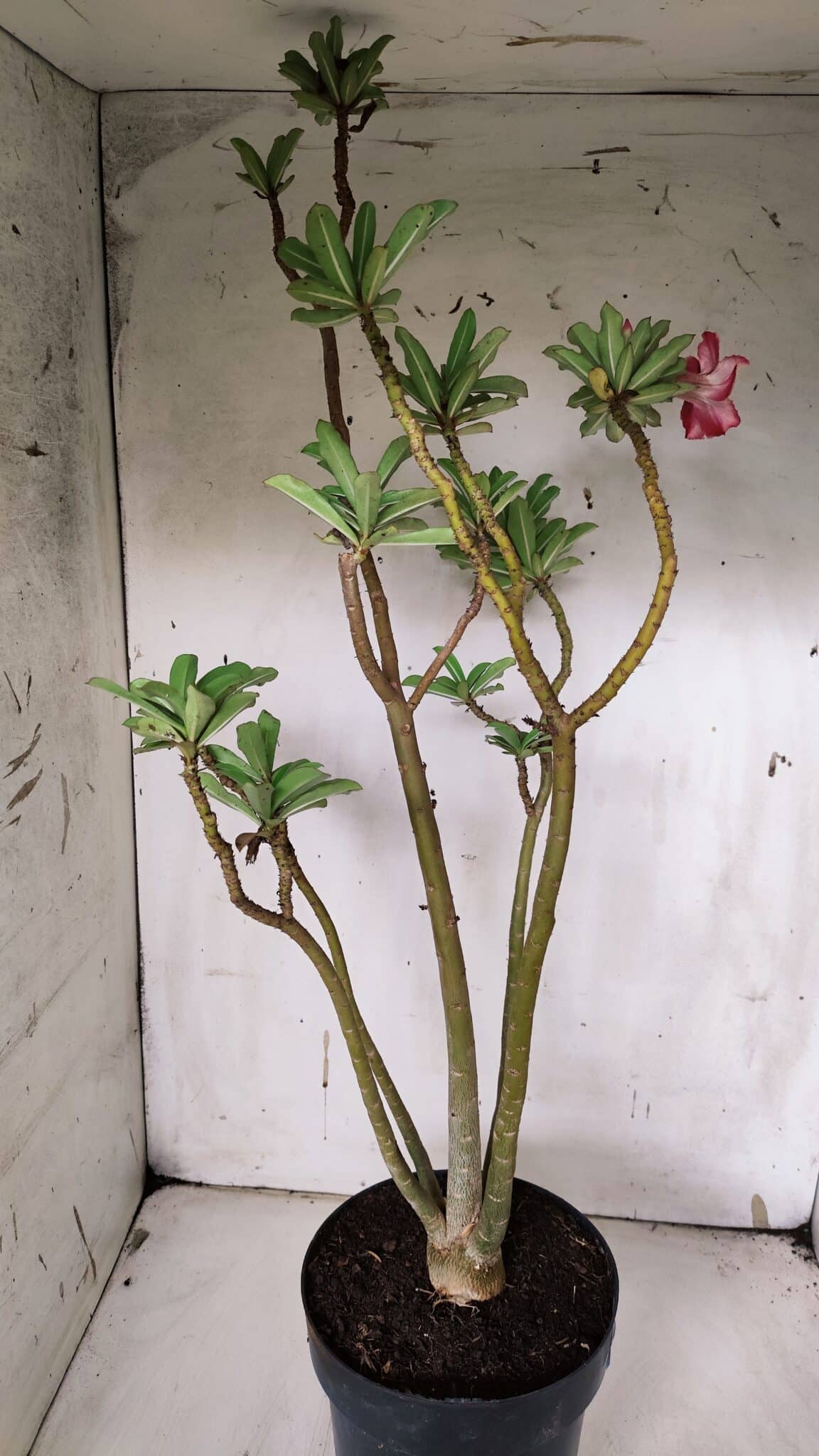 Planta Simples 2931 – 45cm – 03 anos