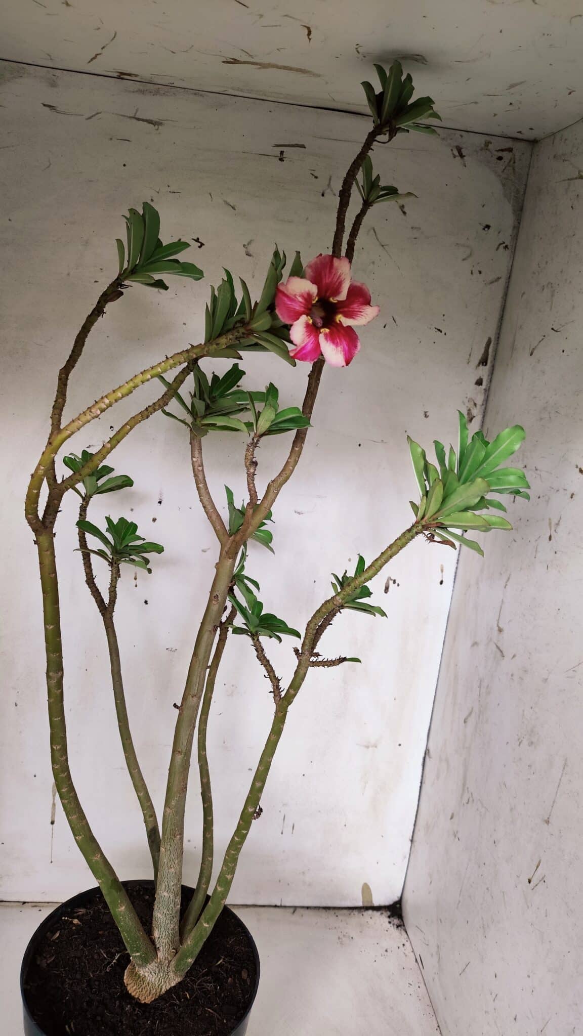 Planta Simples 2931 – 45cm – 03 anos