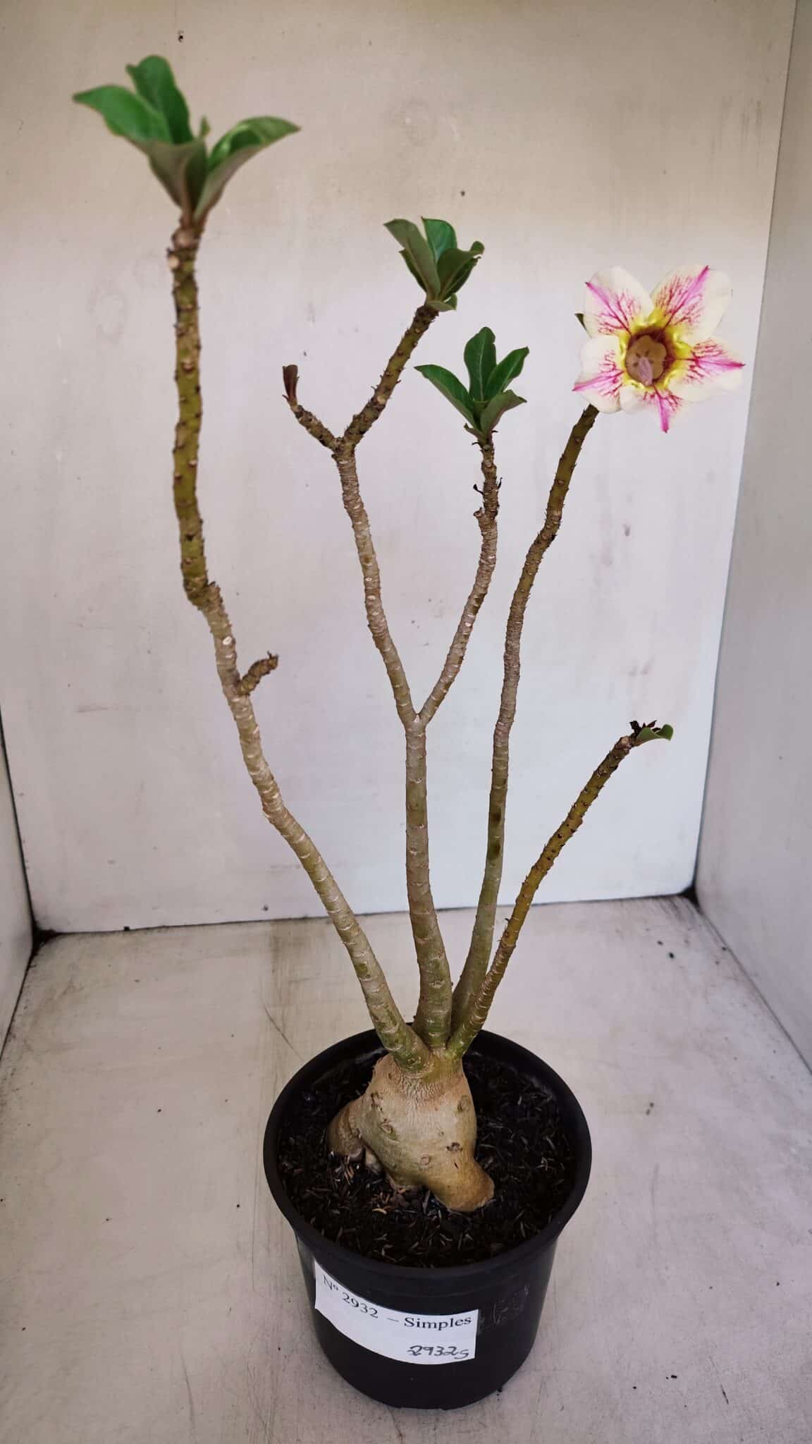 Planta Simples 2932 – 35cm – 03 anos - foto 2
