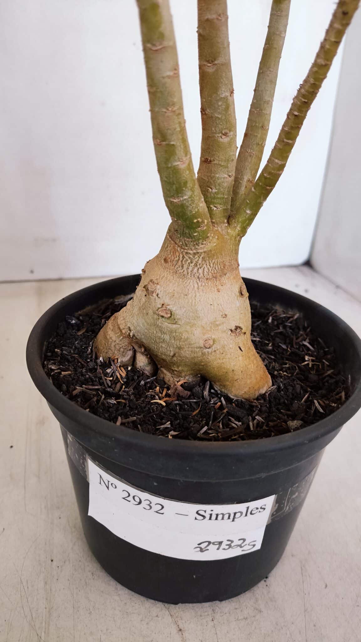 Planta Simples 2932 – 35cm – 03 anos - foto 6