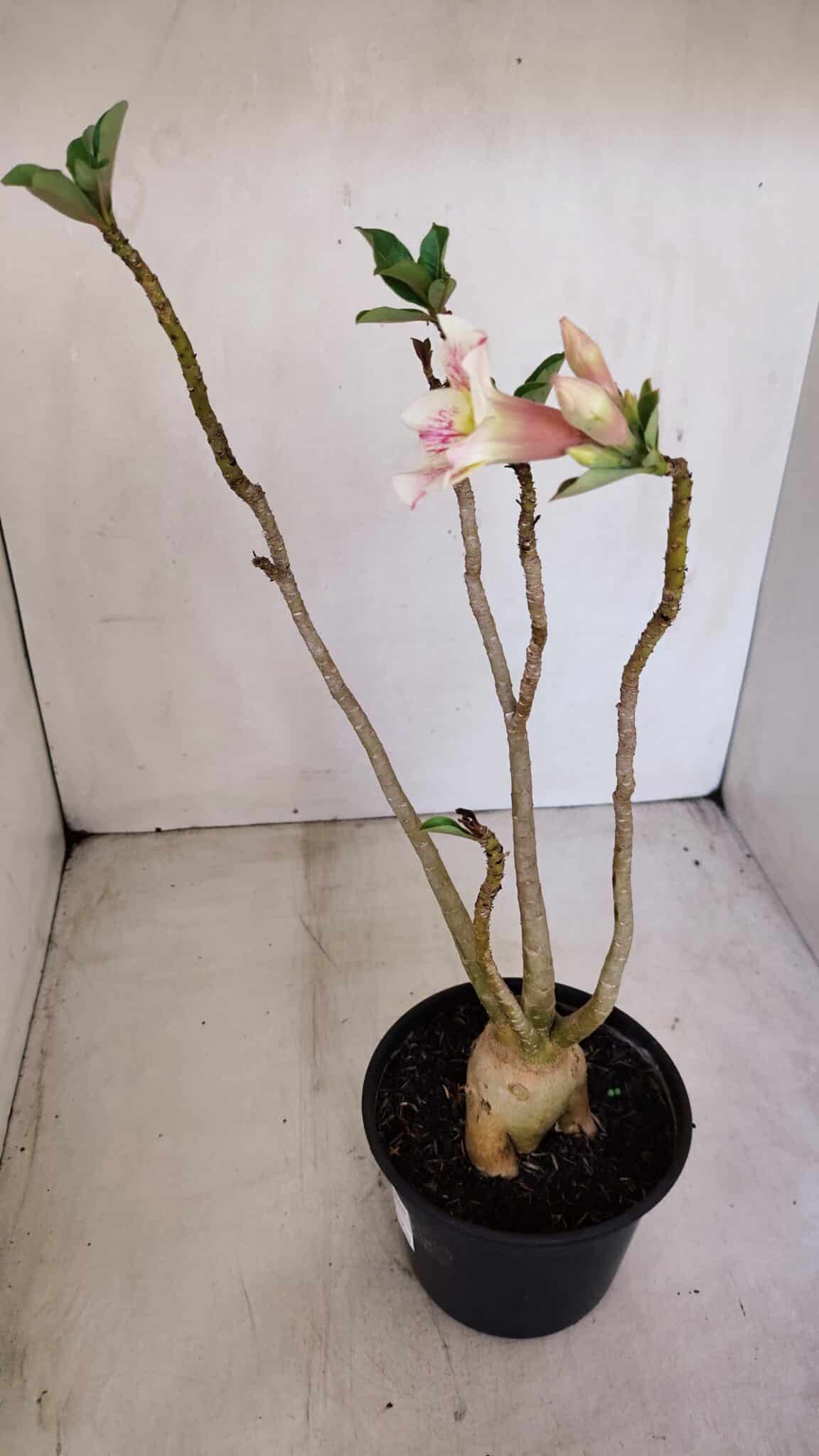 Planta Simples 2932 – 35cm – 03 anos - foto 5