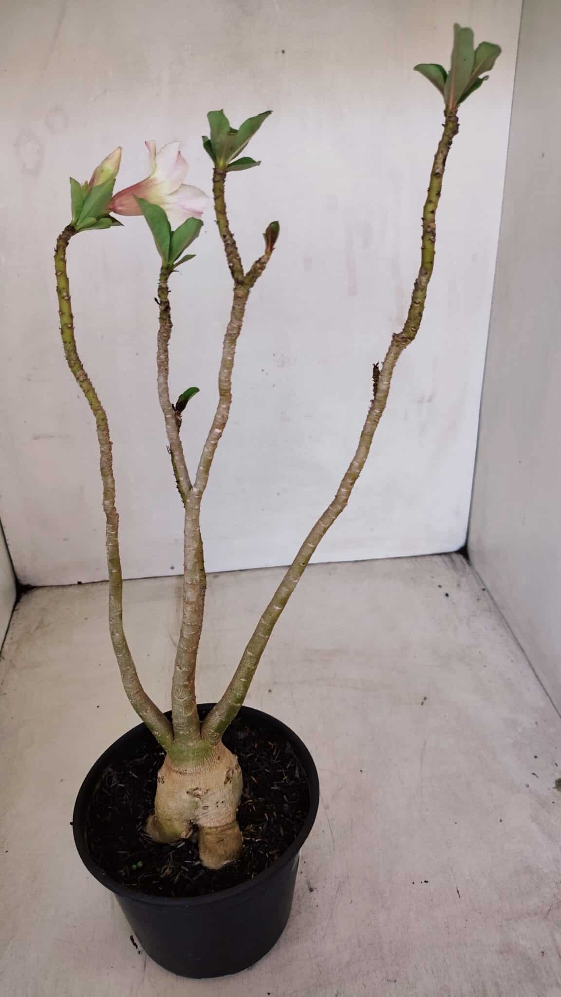 Planta Simples 2932 – 35cm – 03 anos - foto 4