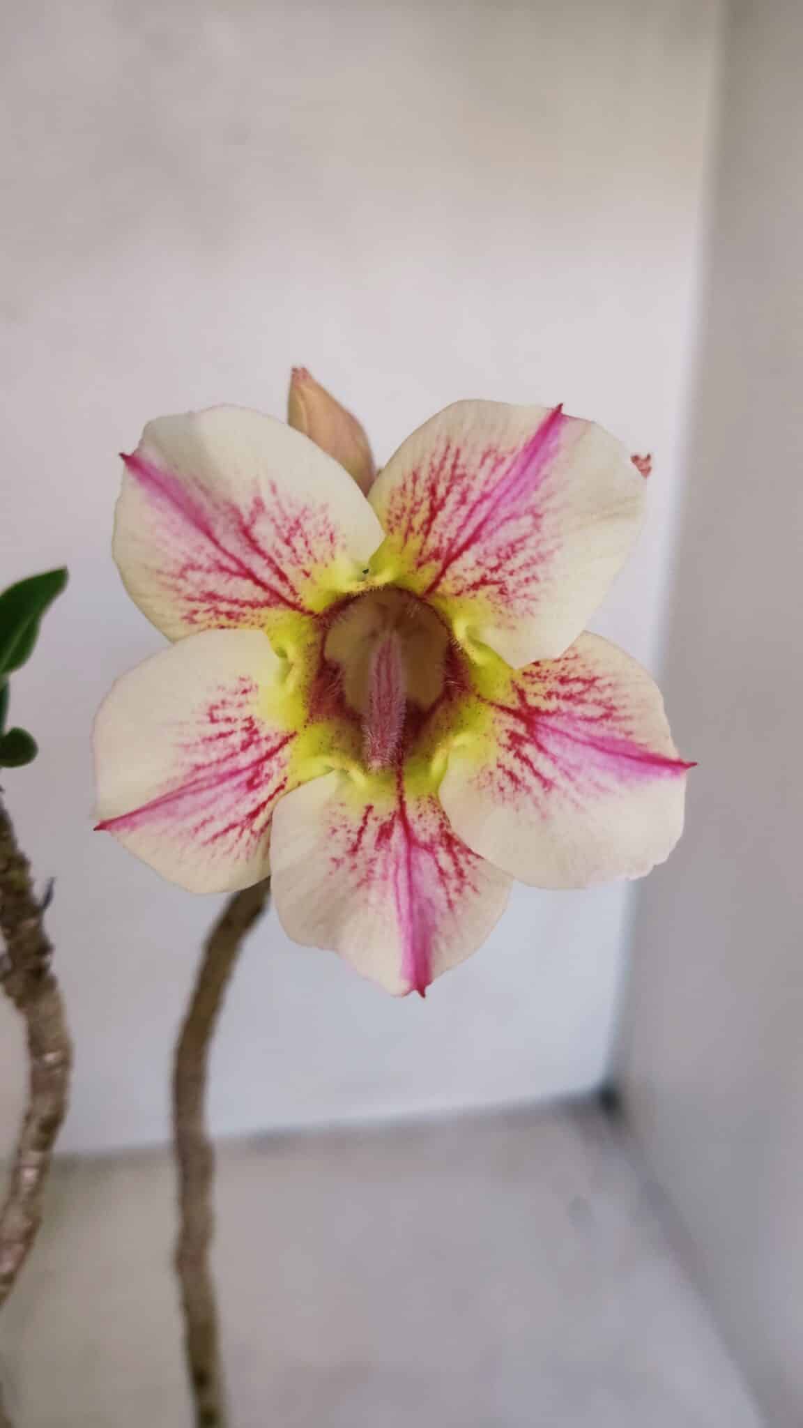 Planta Simples 2932 – 35cm – 03 anos - foto 3