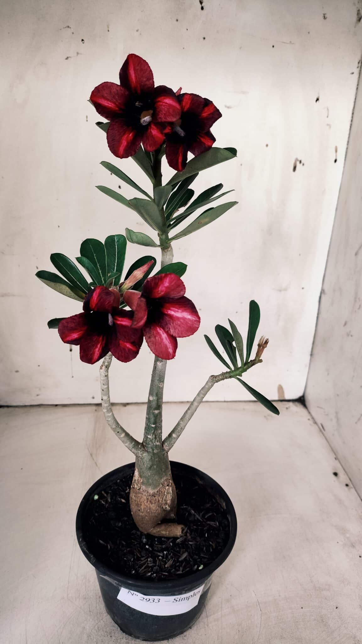 Planta Simples 2933 – 35cm – 03 anos