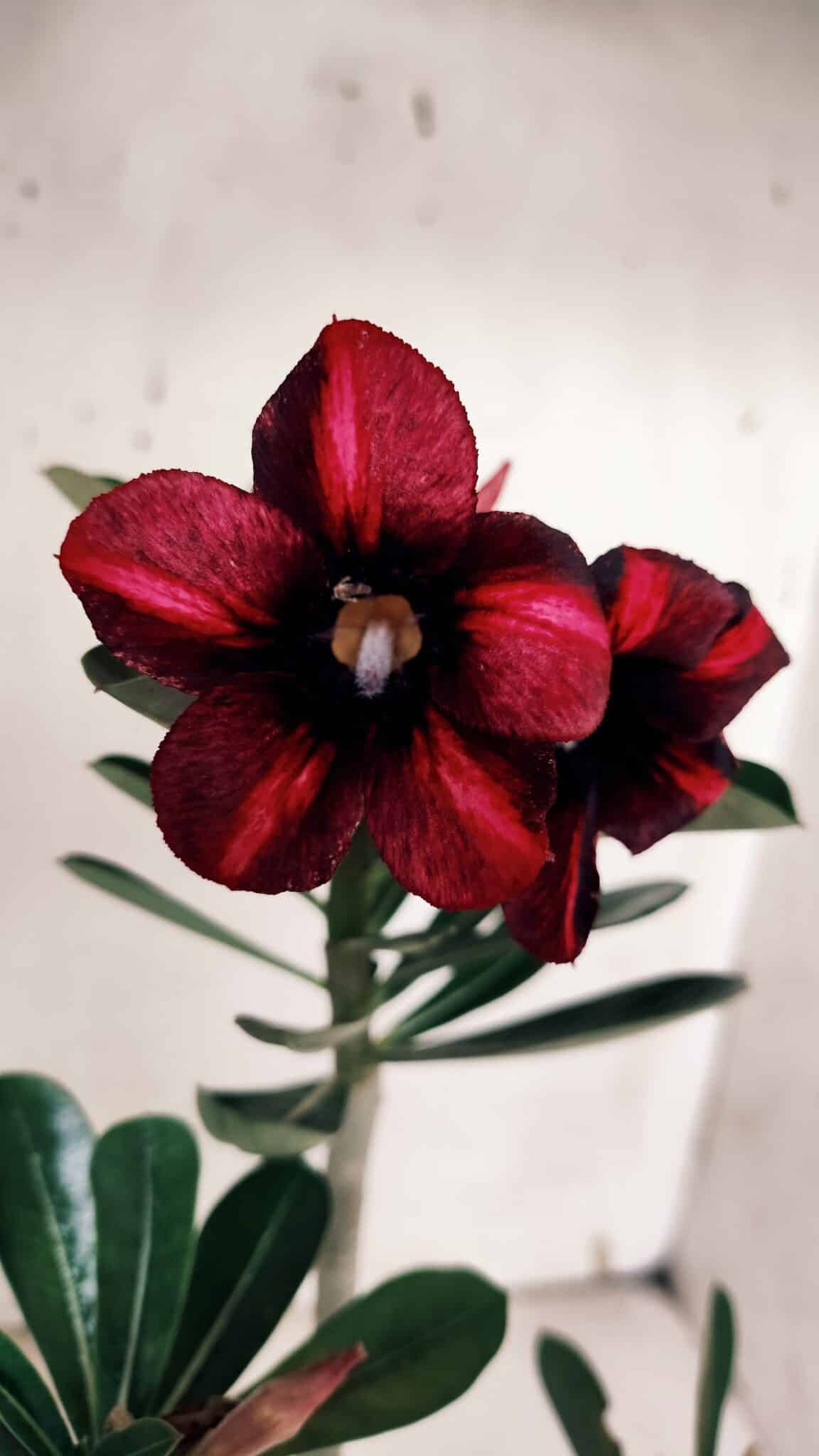 Planta Simples 2933 – 35cm – 03 anos