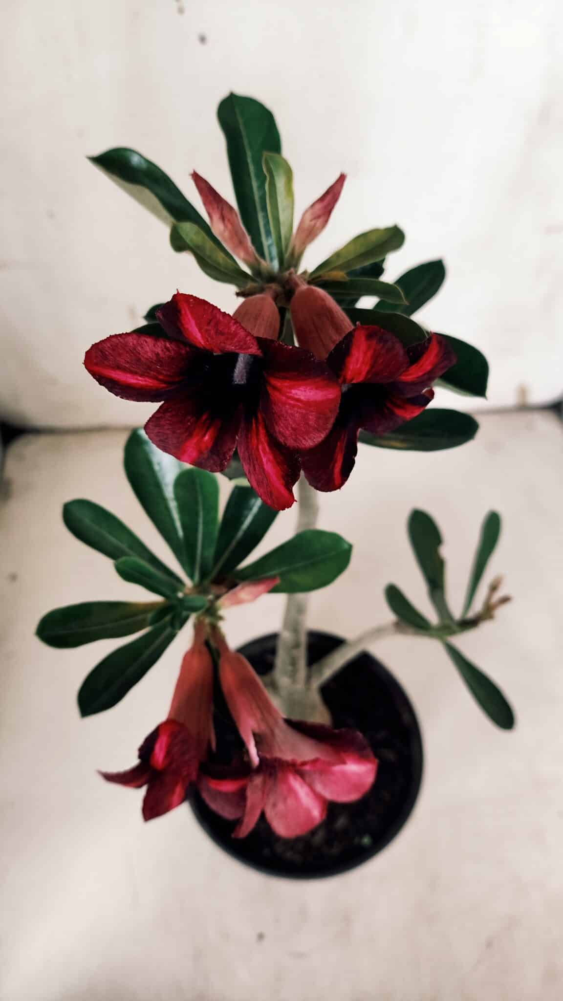 Planta Simples 2933 – 35cm – 03 anos