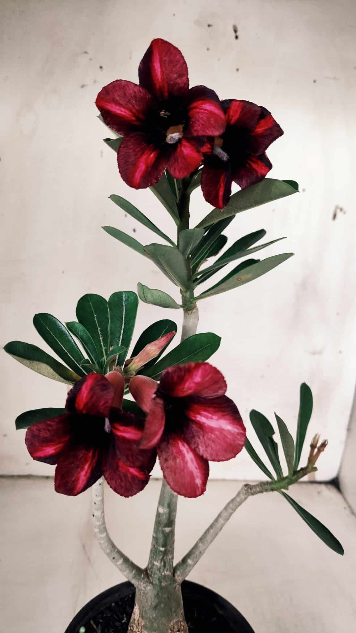 Planta Simples 2933 – 35cm – 03 anos