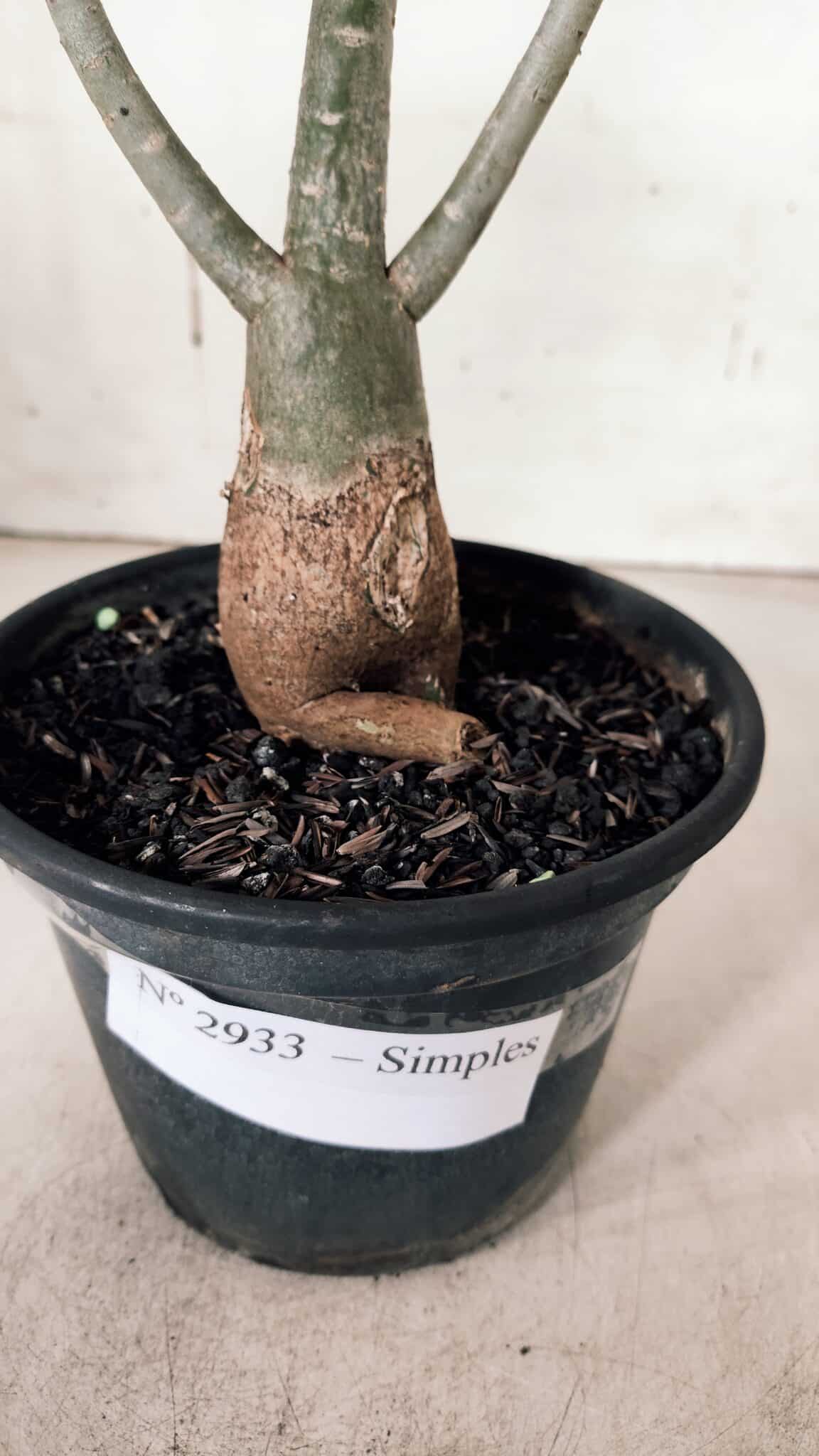 Planta Simples 2933 – 35cm – 03 anos