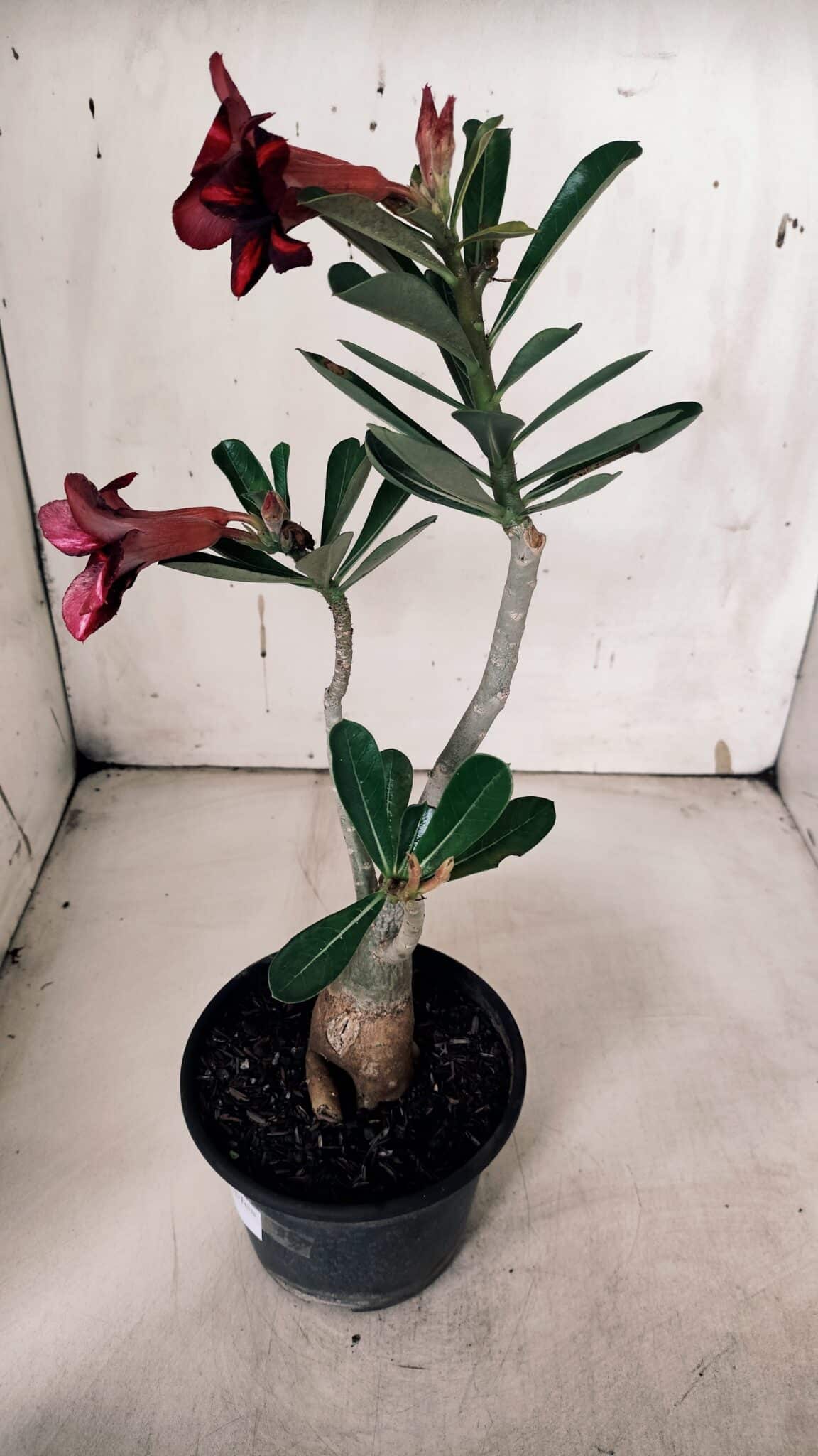 Planta Simples 2933 – 35cm – 03 anos
