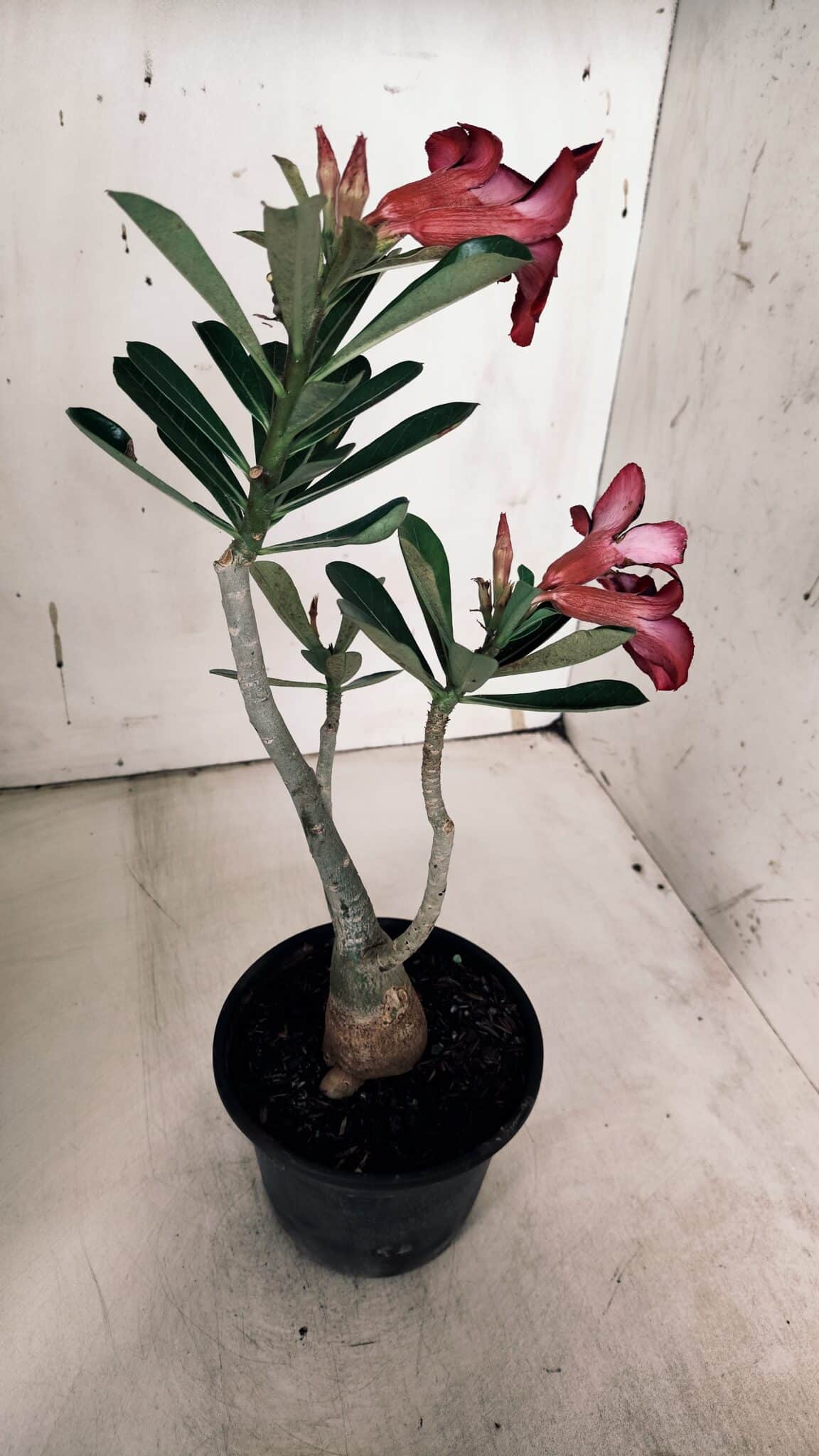 Planta Simples 2933 – 35cm – 03 anos