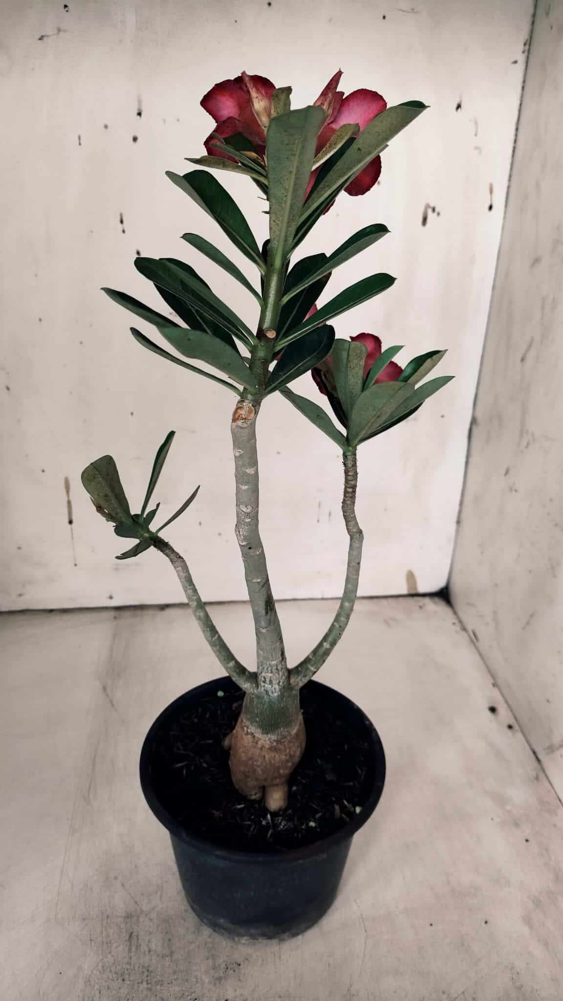 Planta Simples 2933 – 35cm – 03 anos