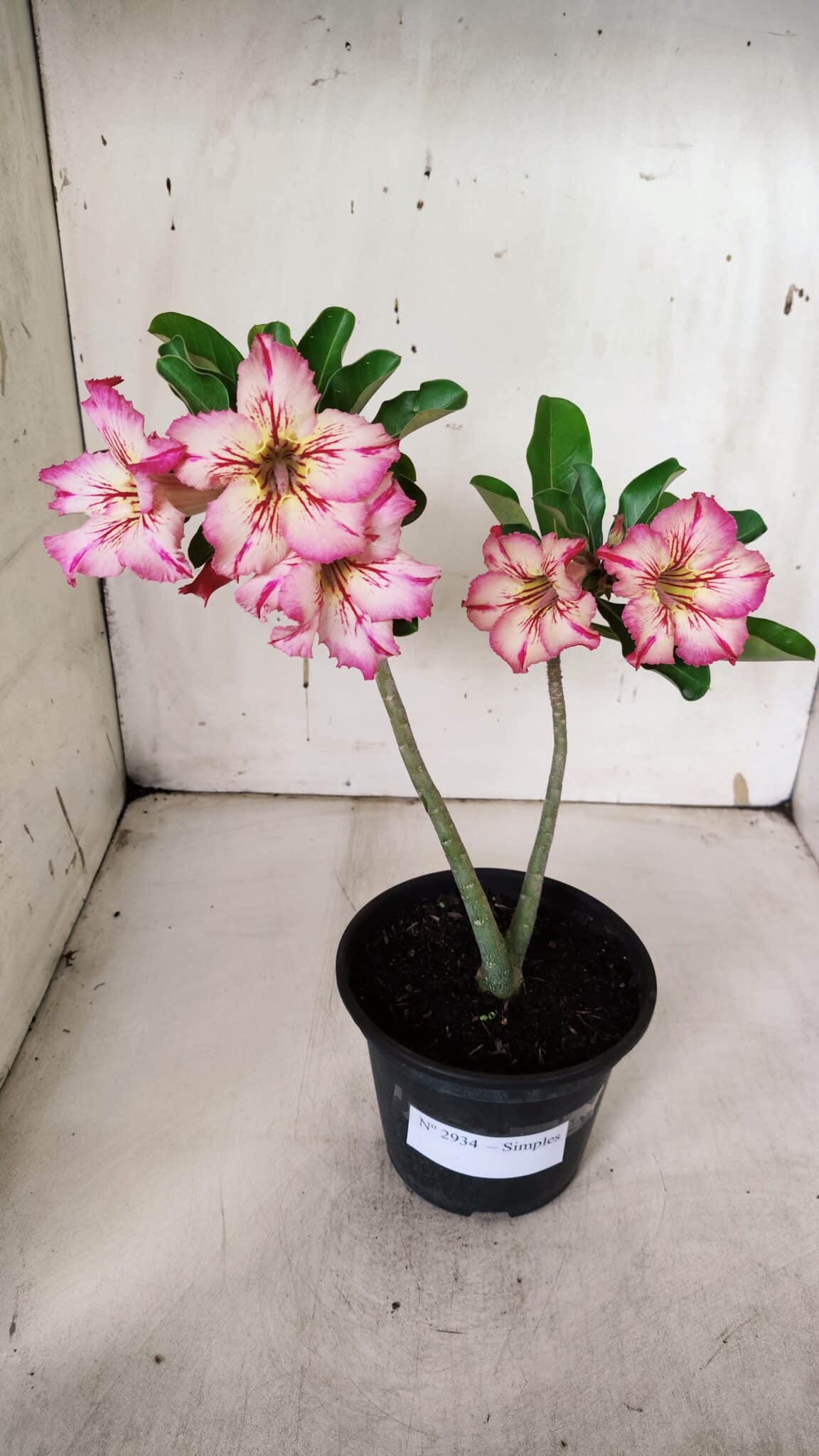 Planta Simples 2934 – 30cm – 02 anos