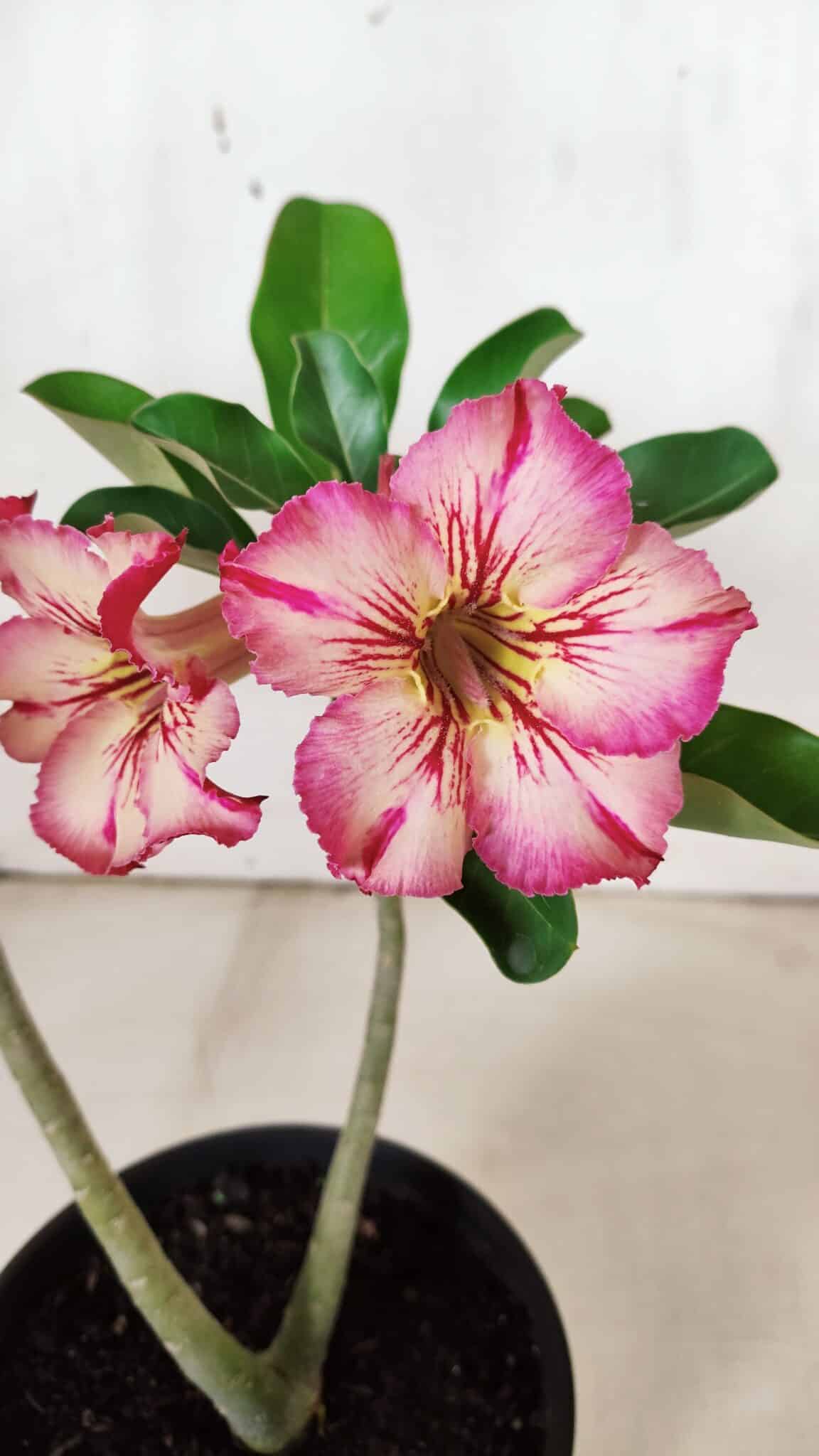 Planta Simples 2934 – 30cm – 02 anos