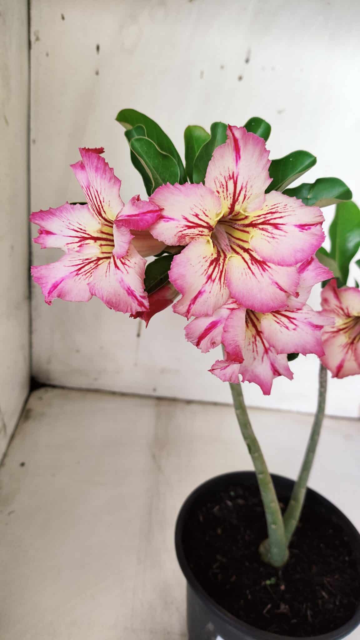 Planta Simples 2934 – 30cm – 02 anos