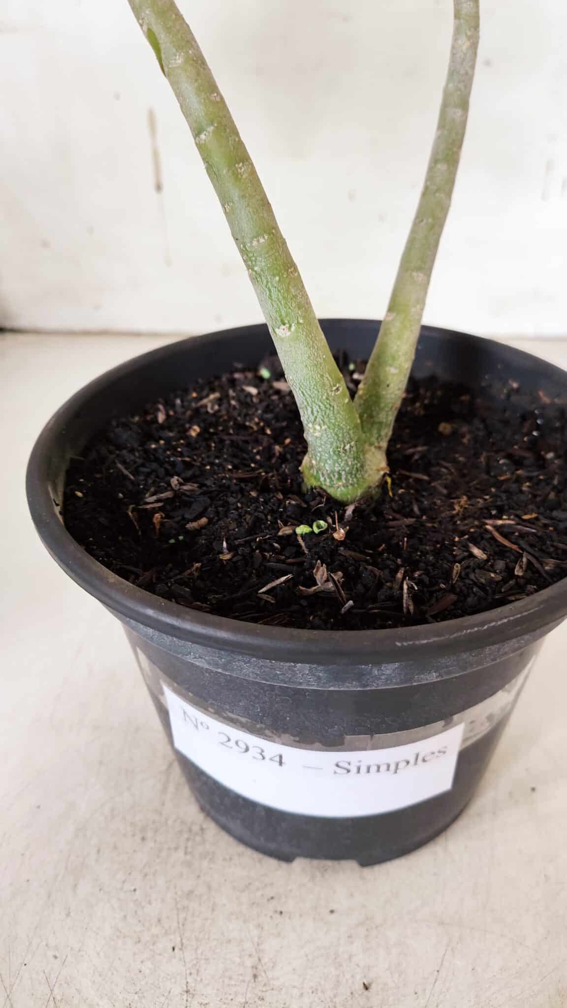 Planta Simples 2934 – 30cm – 02 anos