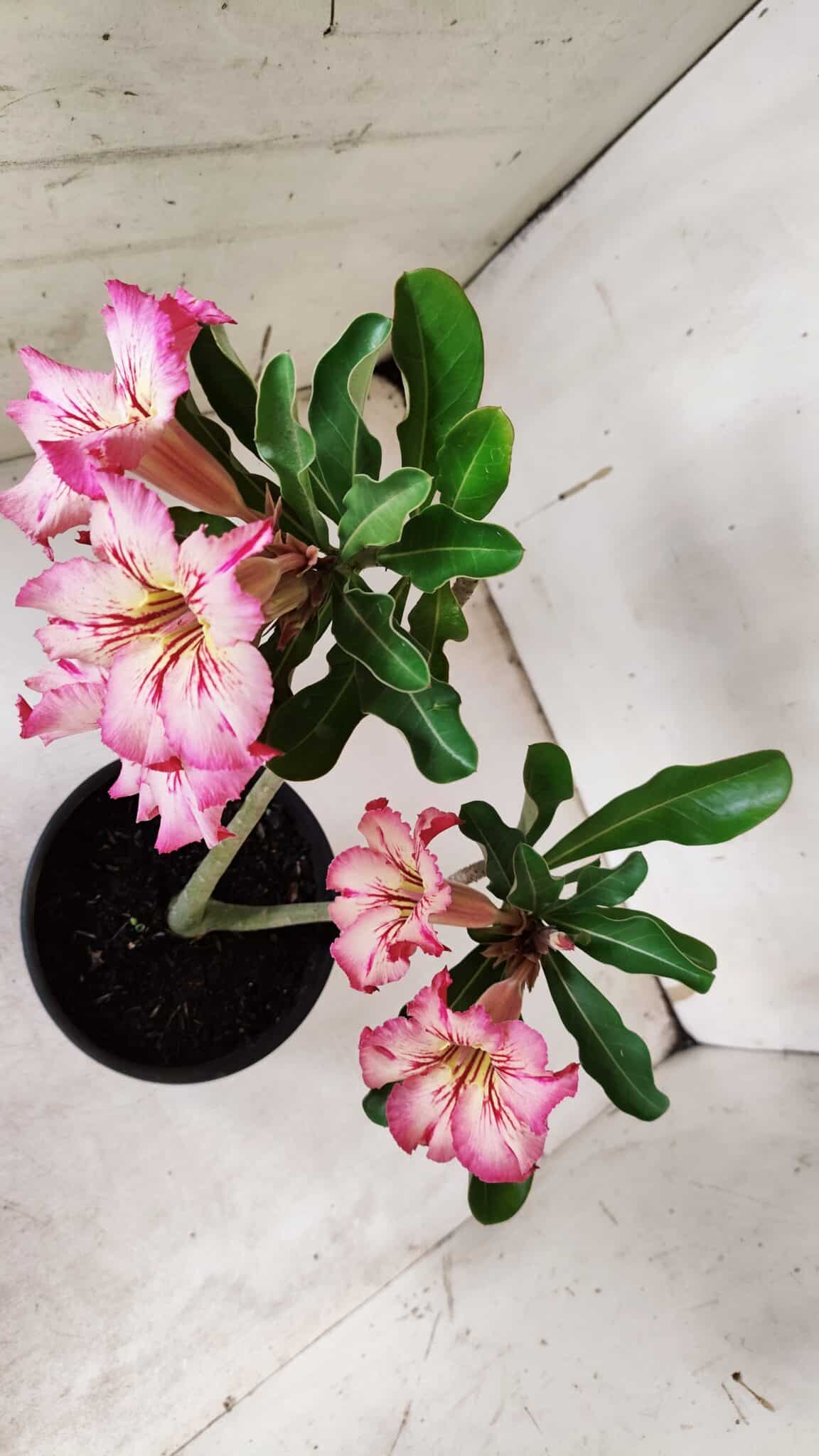 Planta Simples 2934 – 30cm – 02 anos