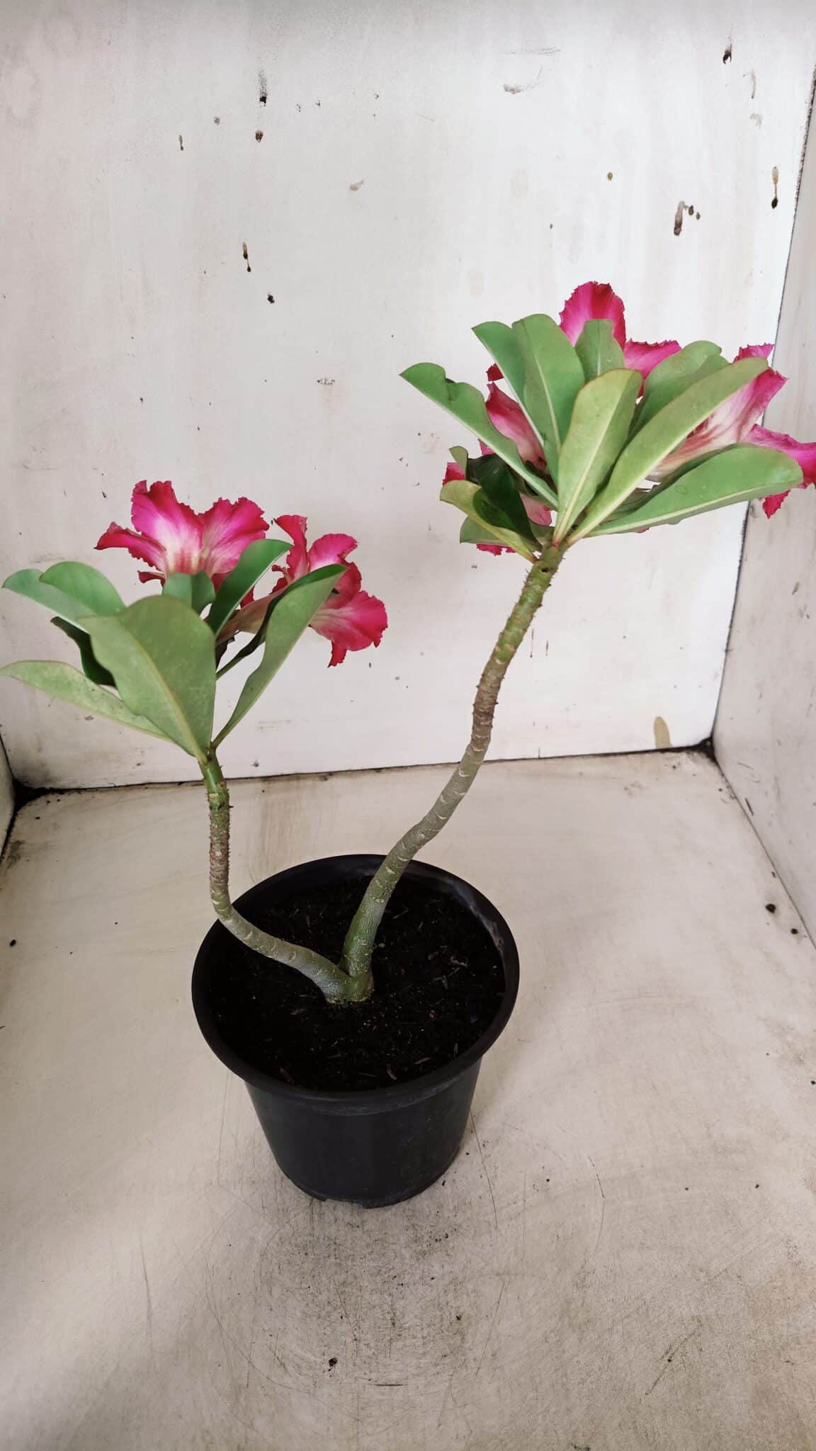 Planta Simples 2934 – 30cm – 02 anos